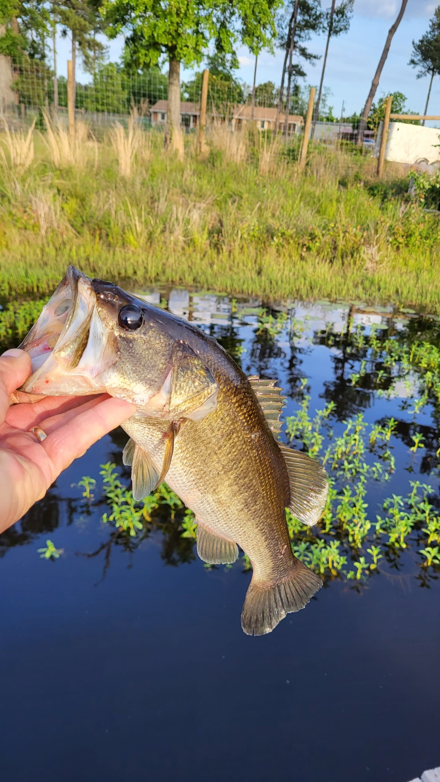 Sweet Blossom Alpaca Farm - Relax