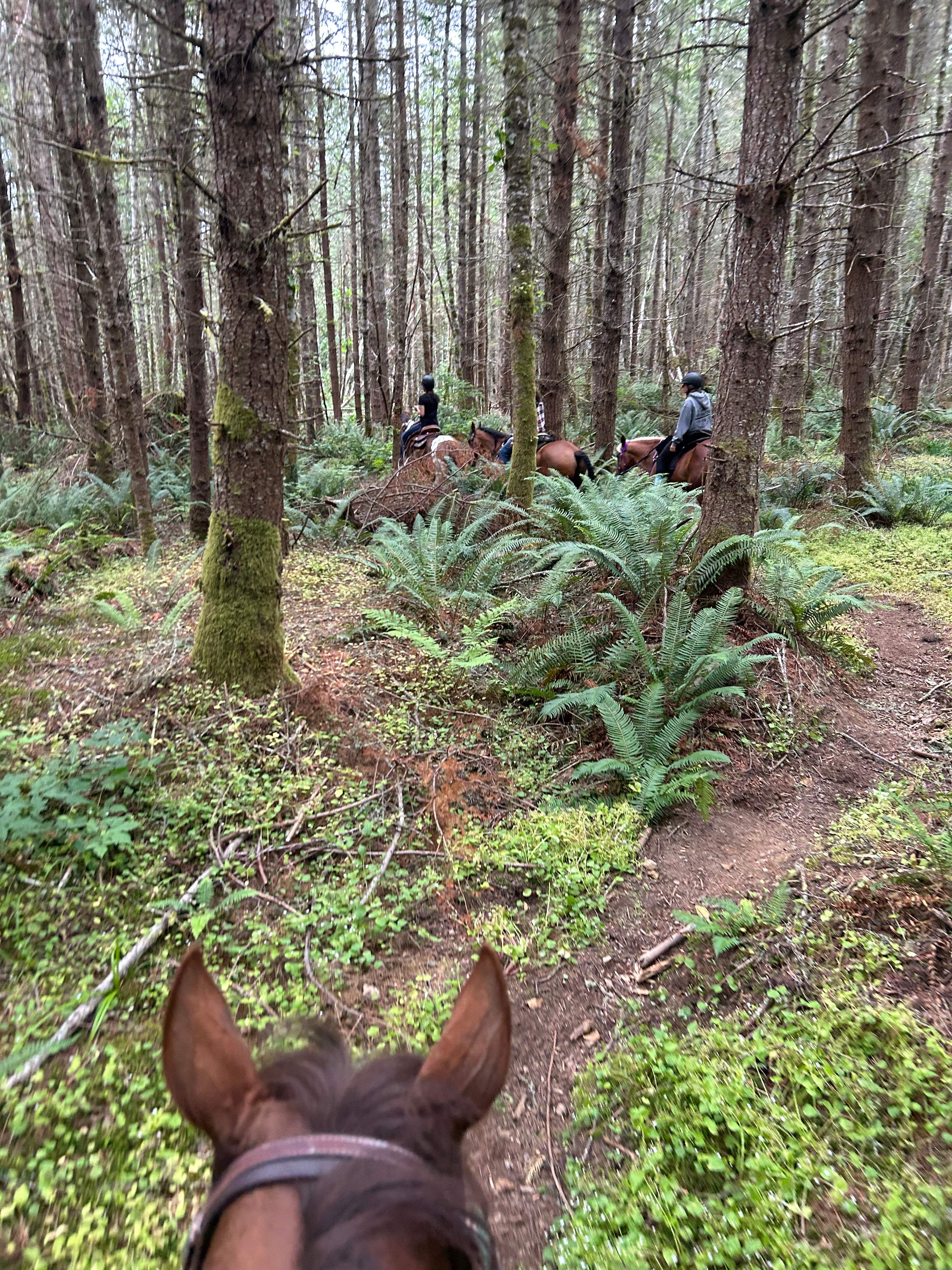 Sage Horse Camp.
