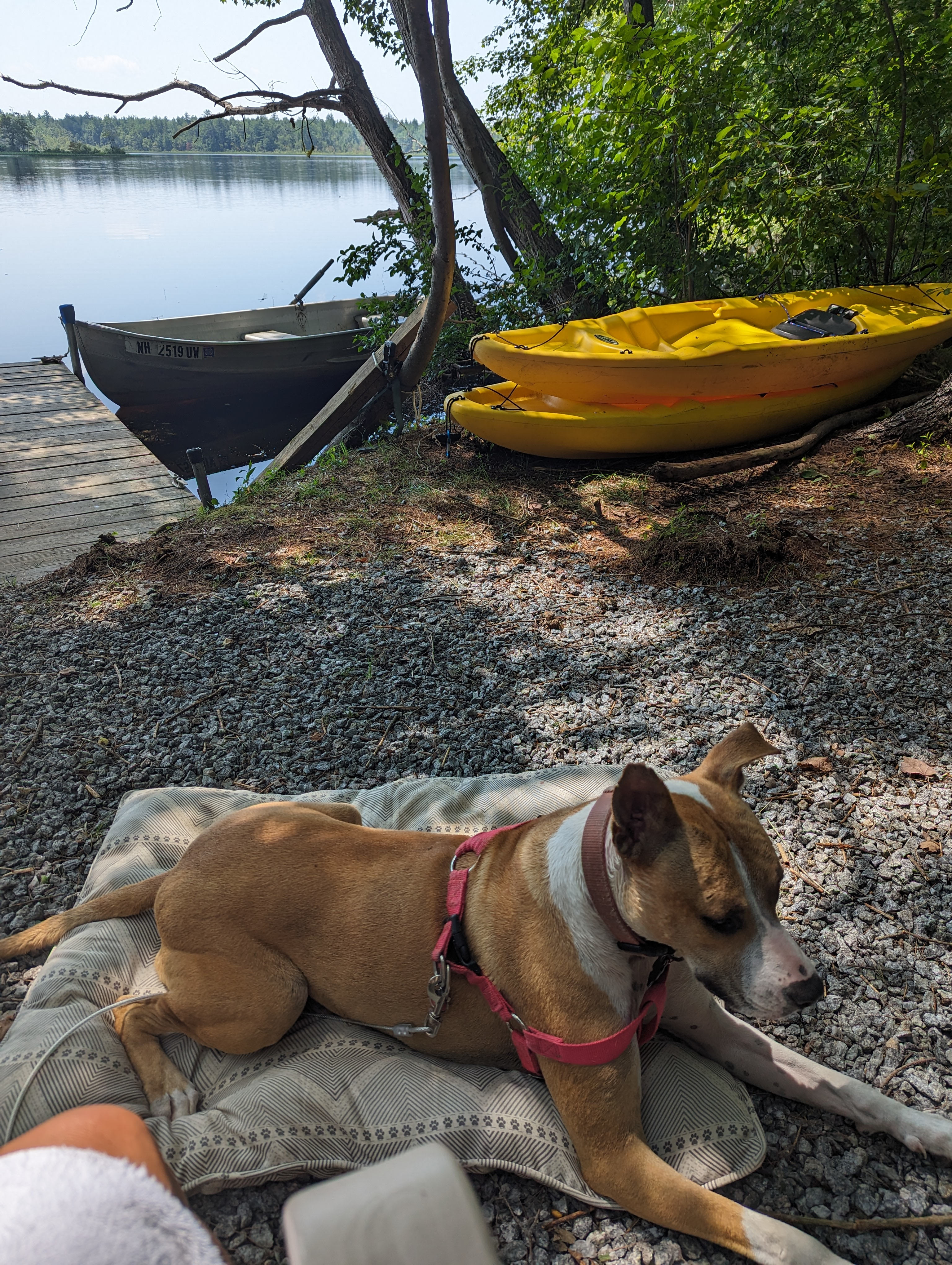 Waterfront Woodsy Glamping