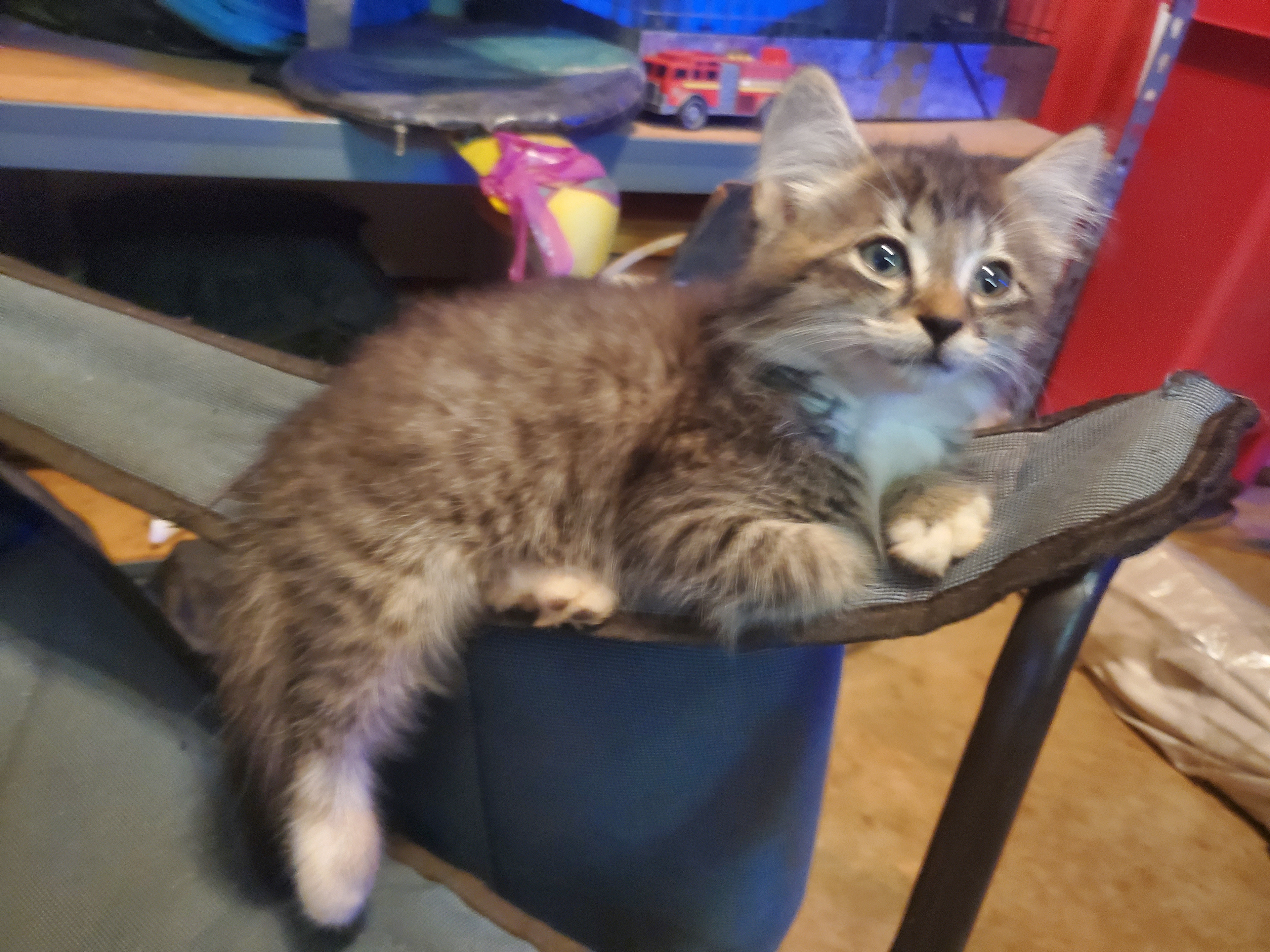 Kitties!
