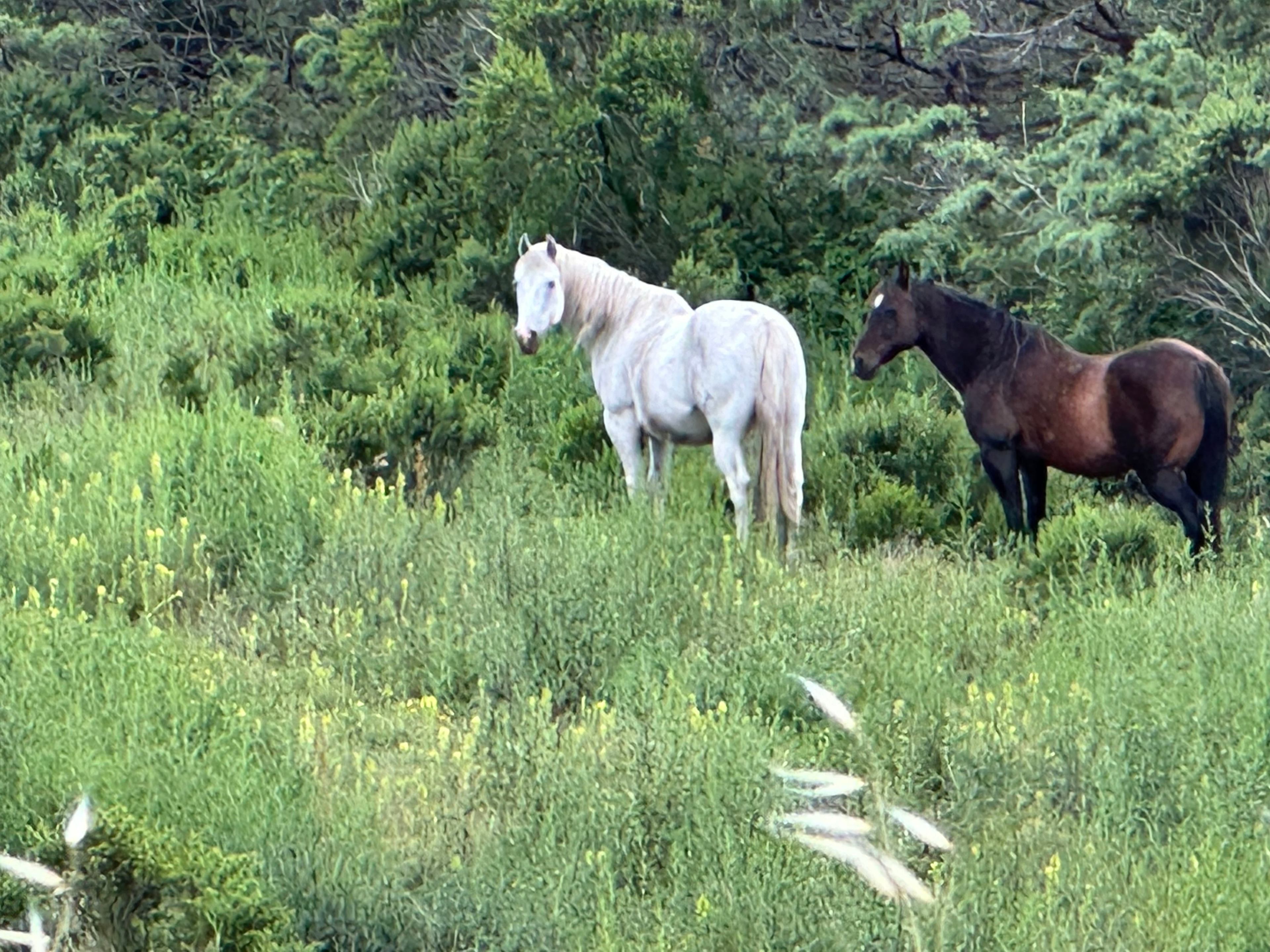 Beautiful private pasture available near Big Flat