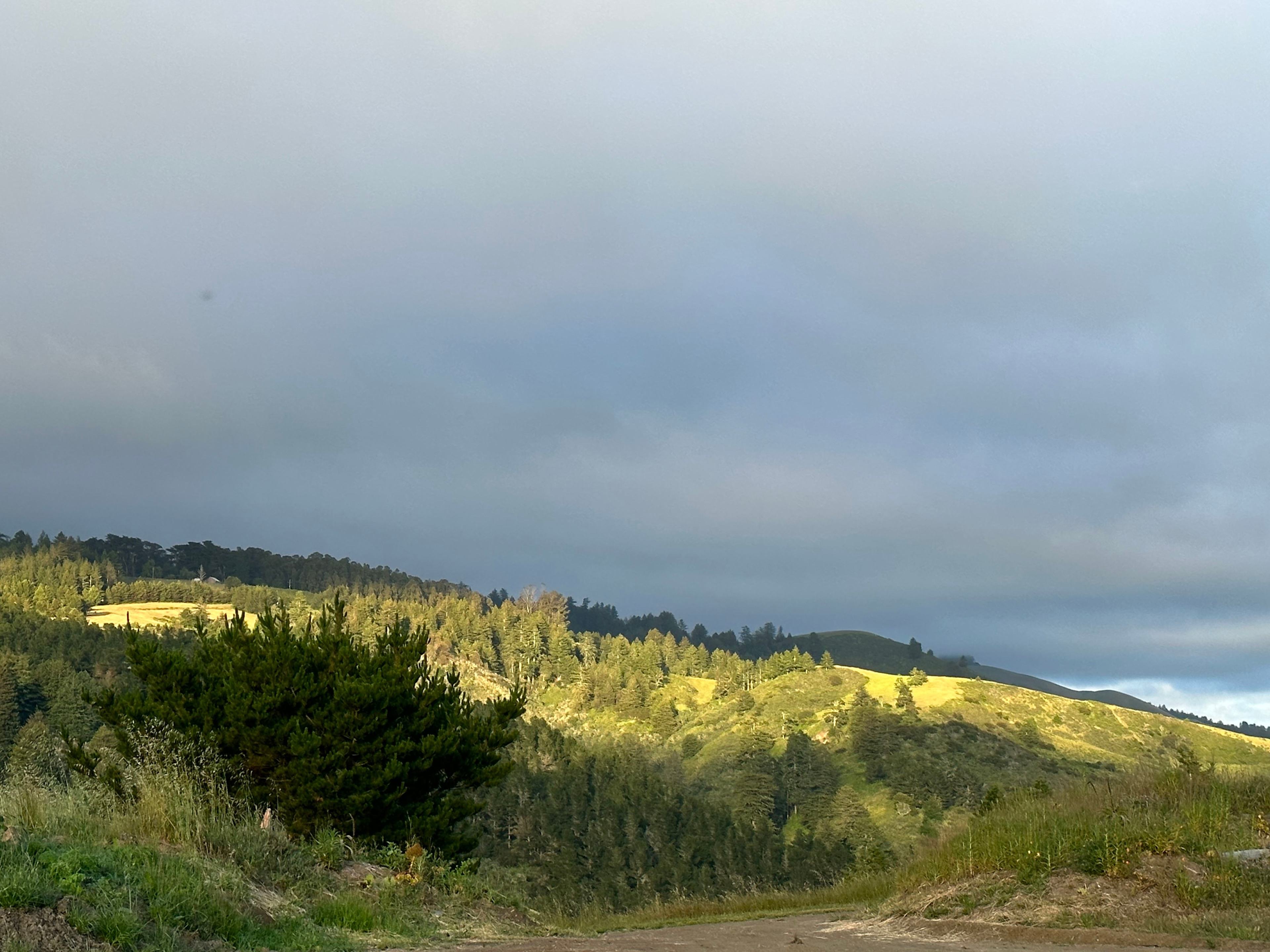 View of the Redwoods from Big Flat