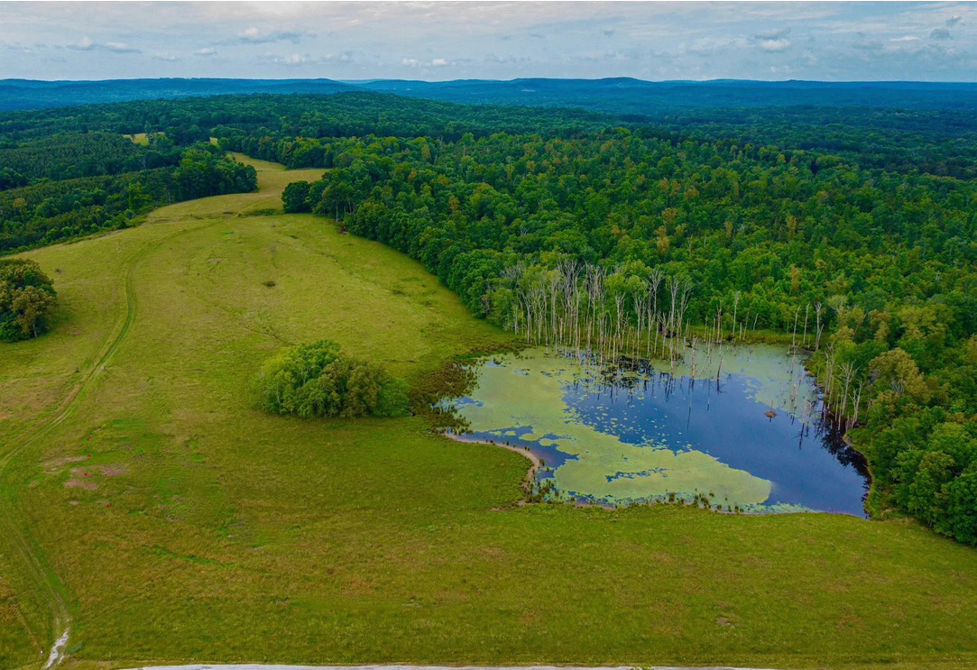 Black Willow Farm