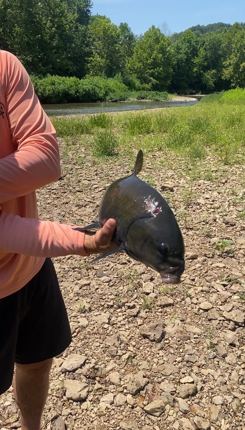 Large buffalo fish and carp can be found all over the river. Gar too!