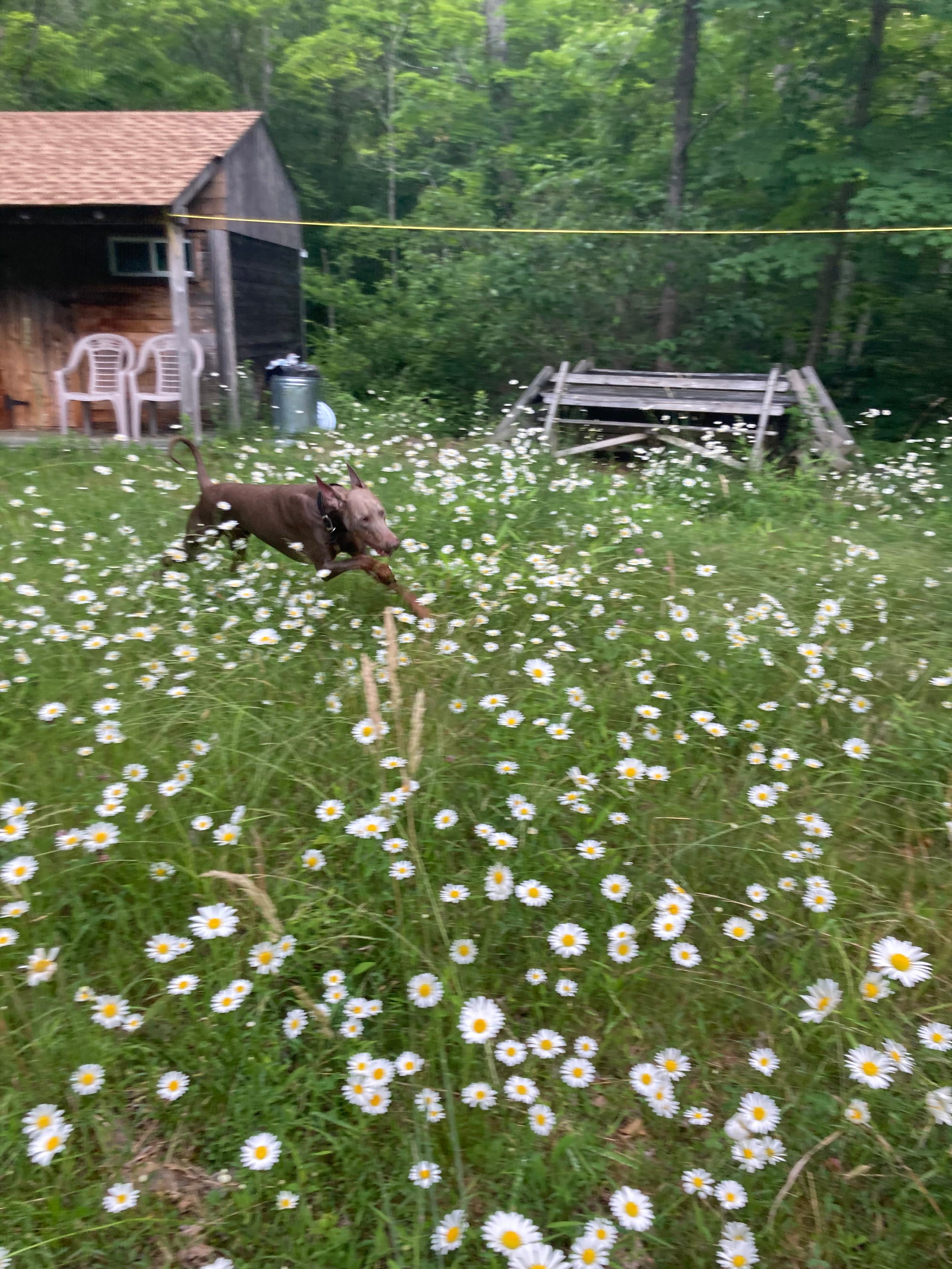 Skunk Hollow