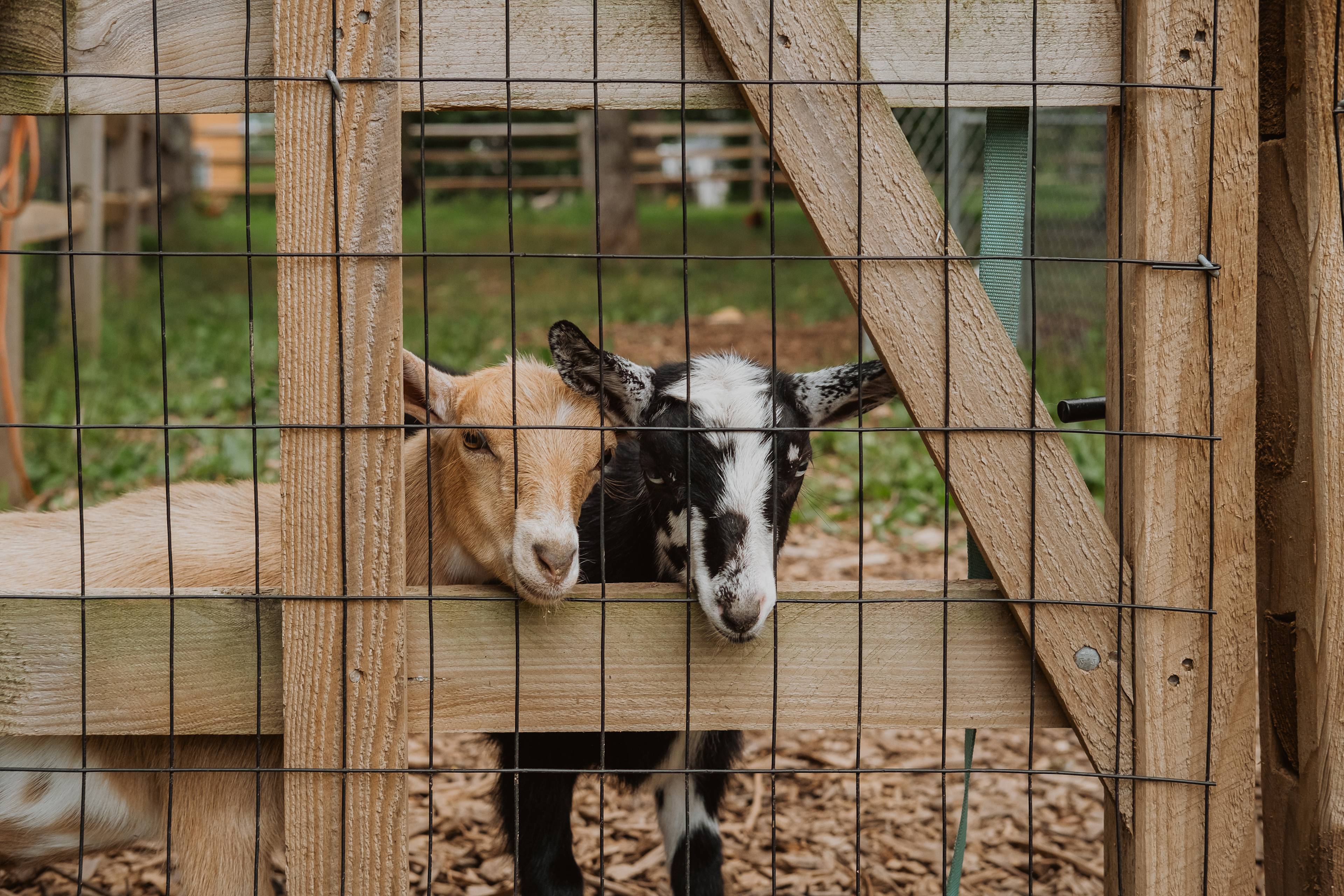 Goat friends