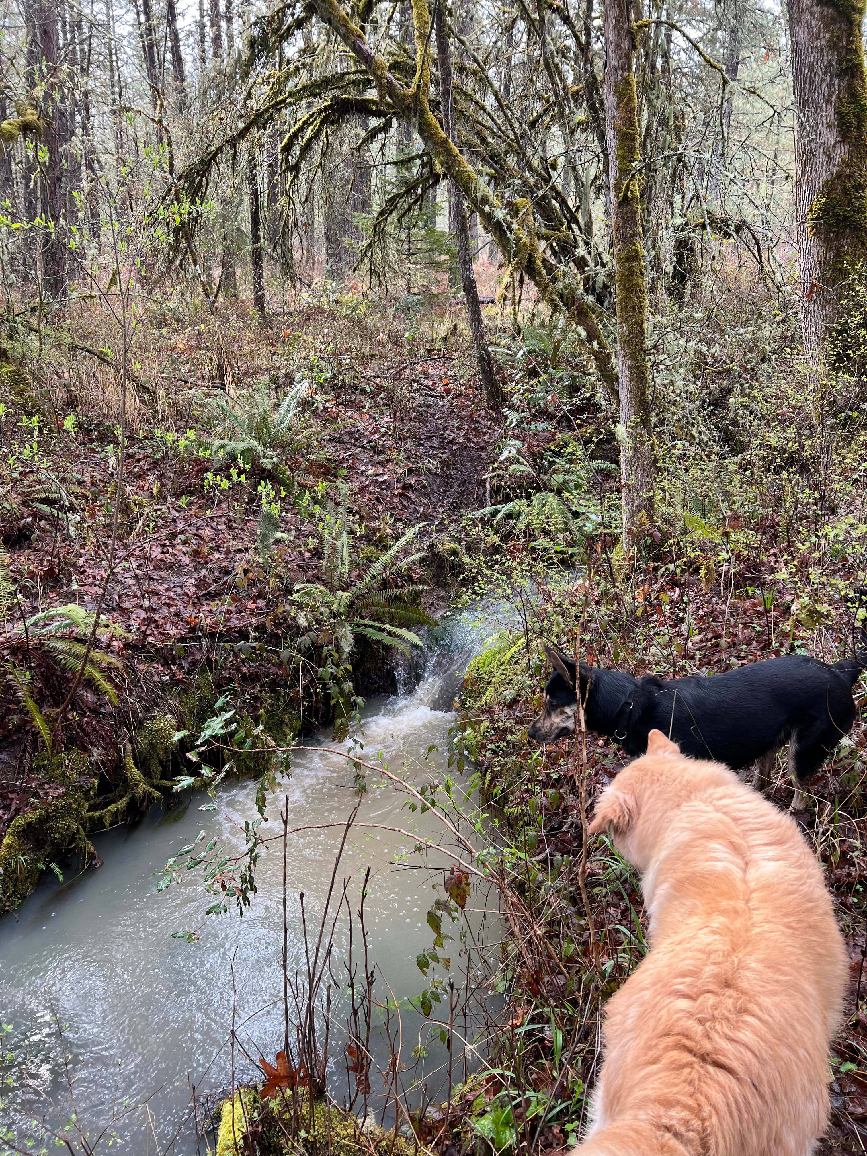 Dog Fir Farms
