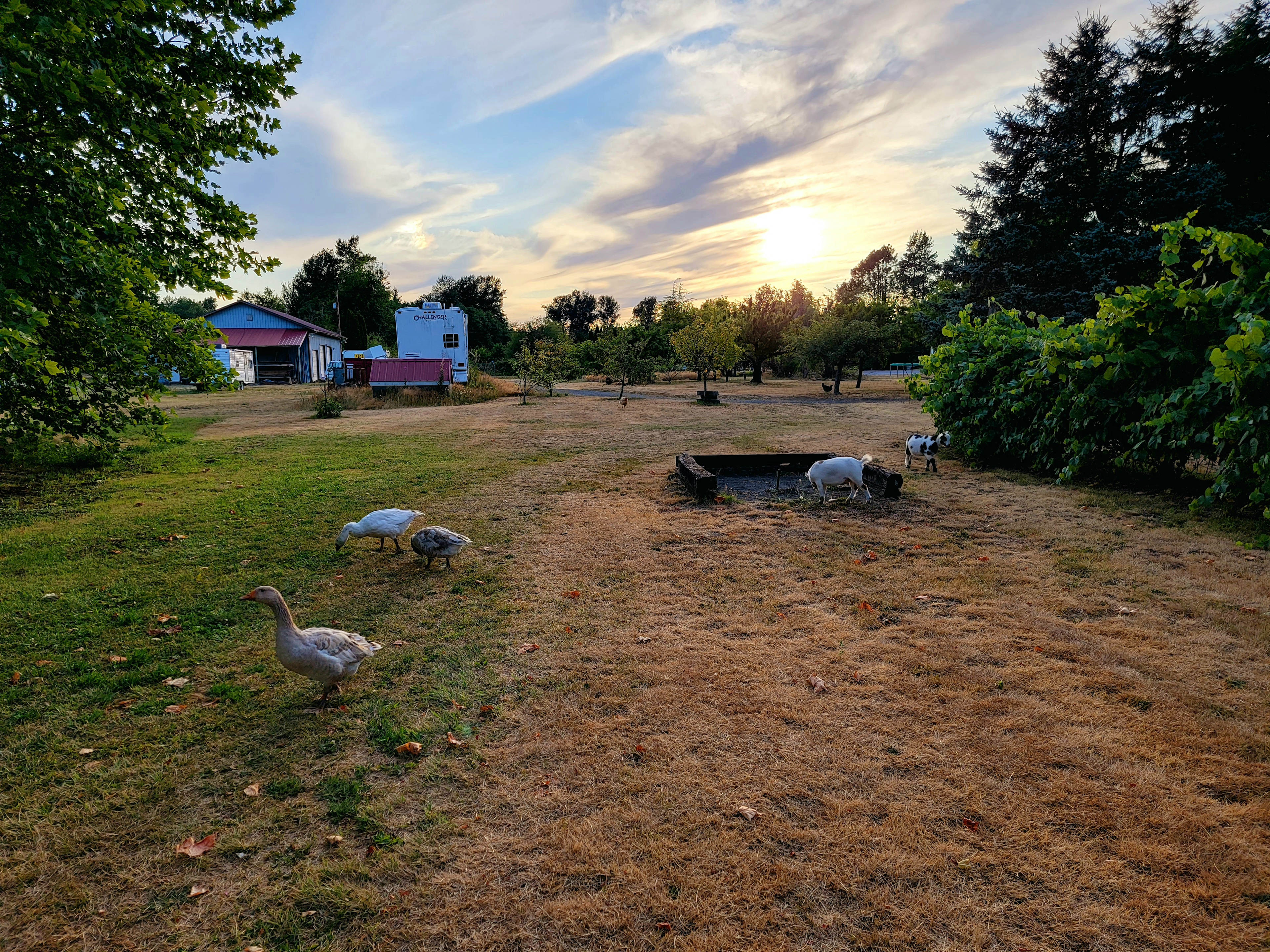 Some of the wonderful animals on the farm!