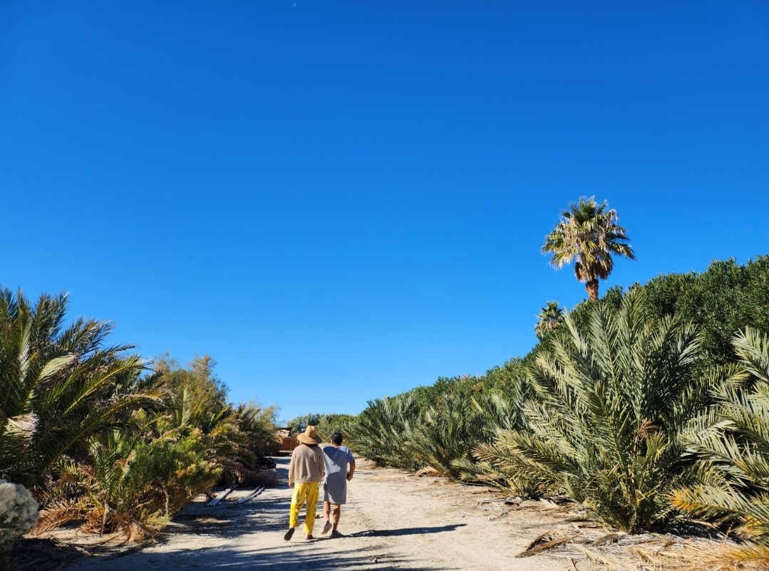 Mineral Spring Date Farm
