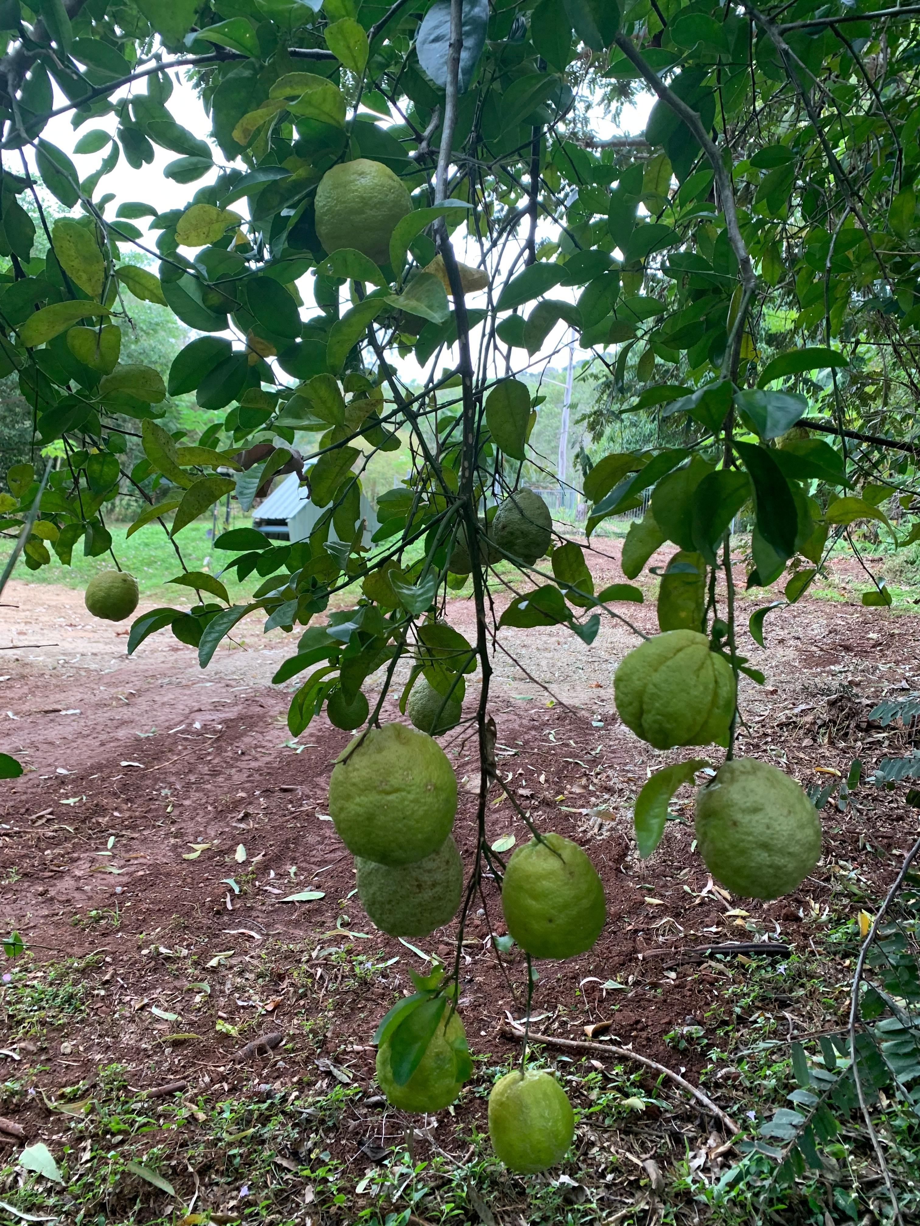 Hardy Bush Lemons - not to tart to eat as is or squeeze to start your day with a fresh cleansing Lemon Water