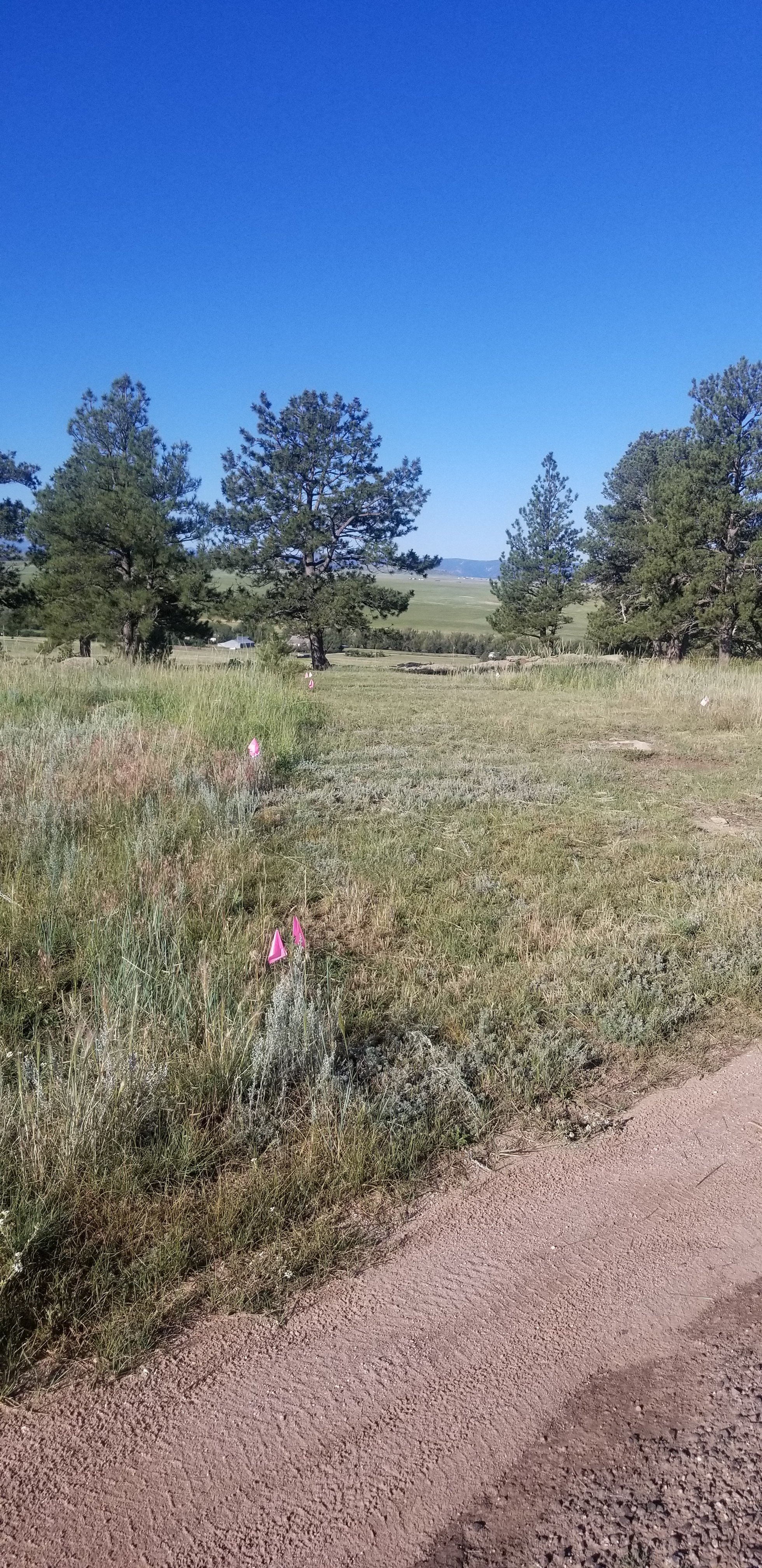 Follow the pink markers to the trees and your campsite