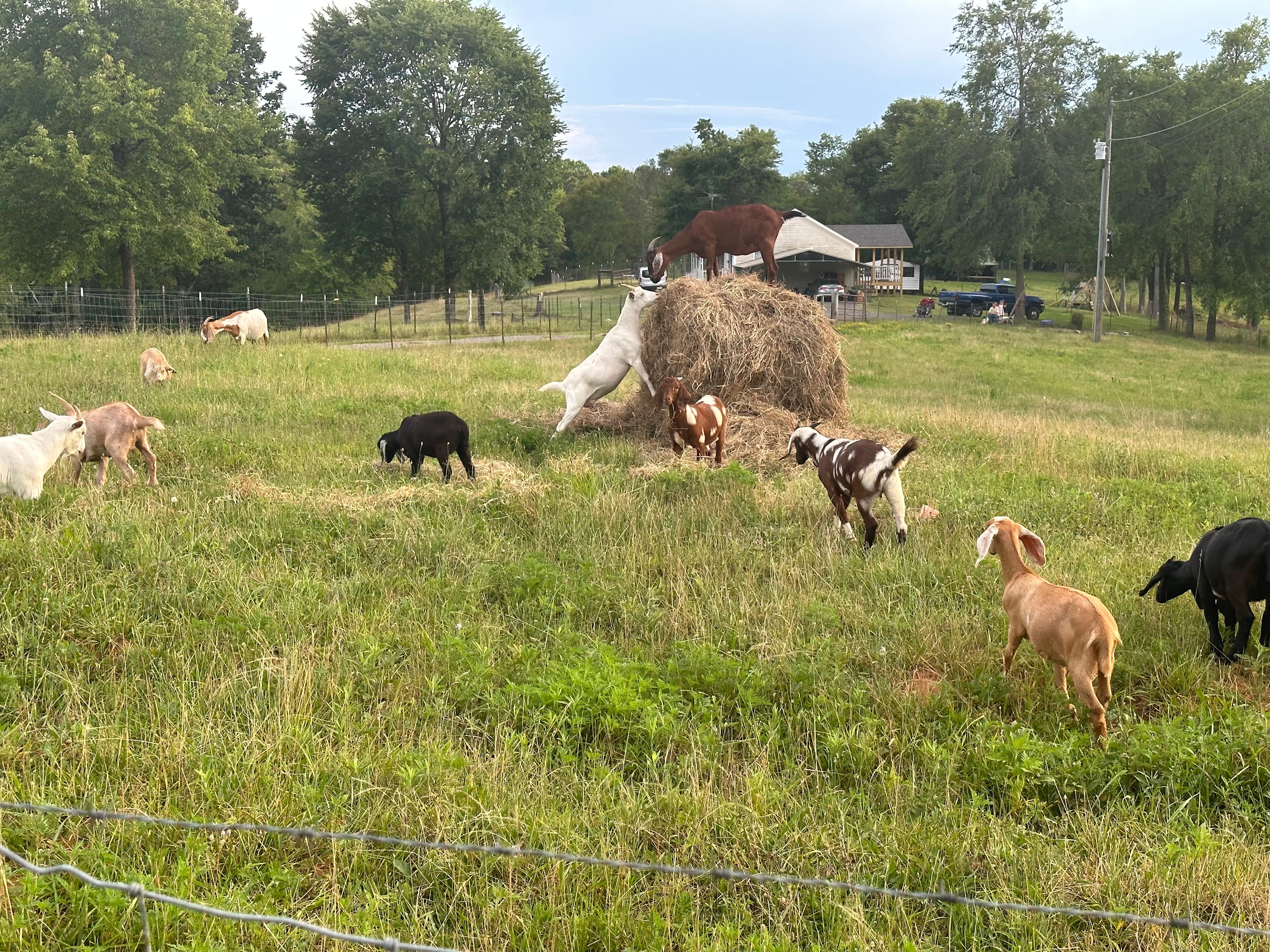 Cedar Grove Farm RV Site