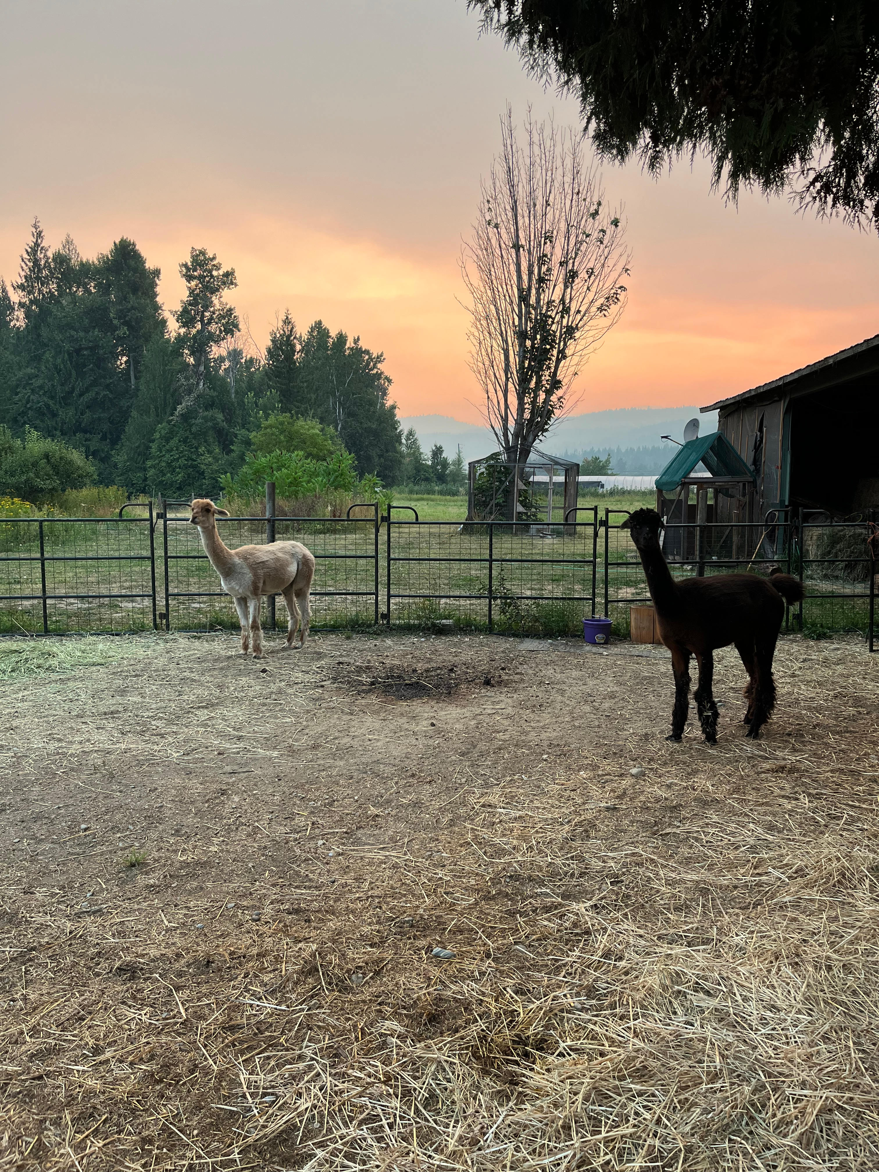 Dusty Acres