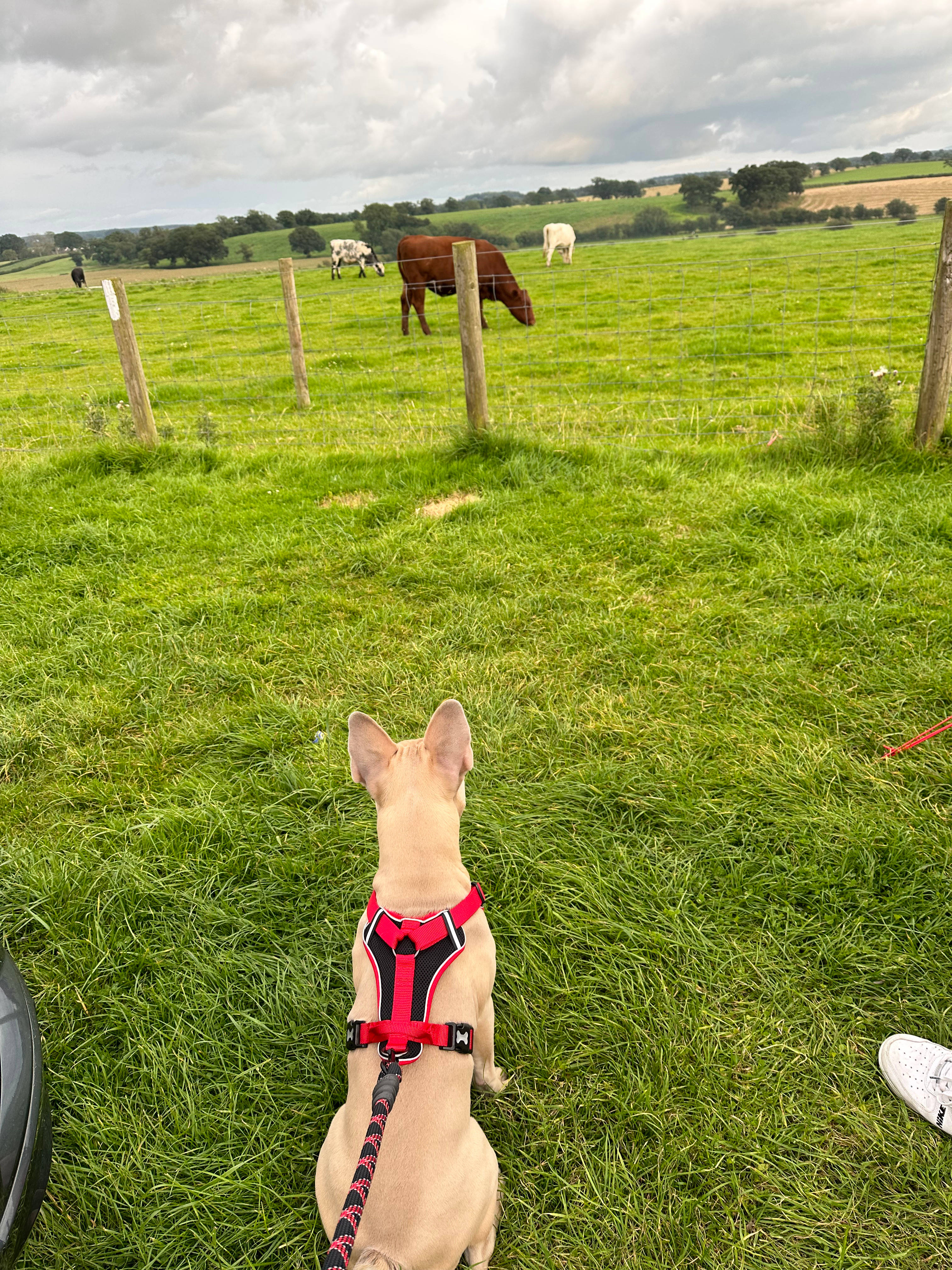 Camping at Cardewlees