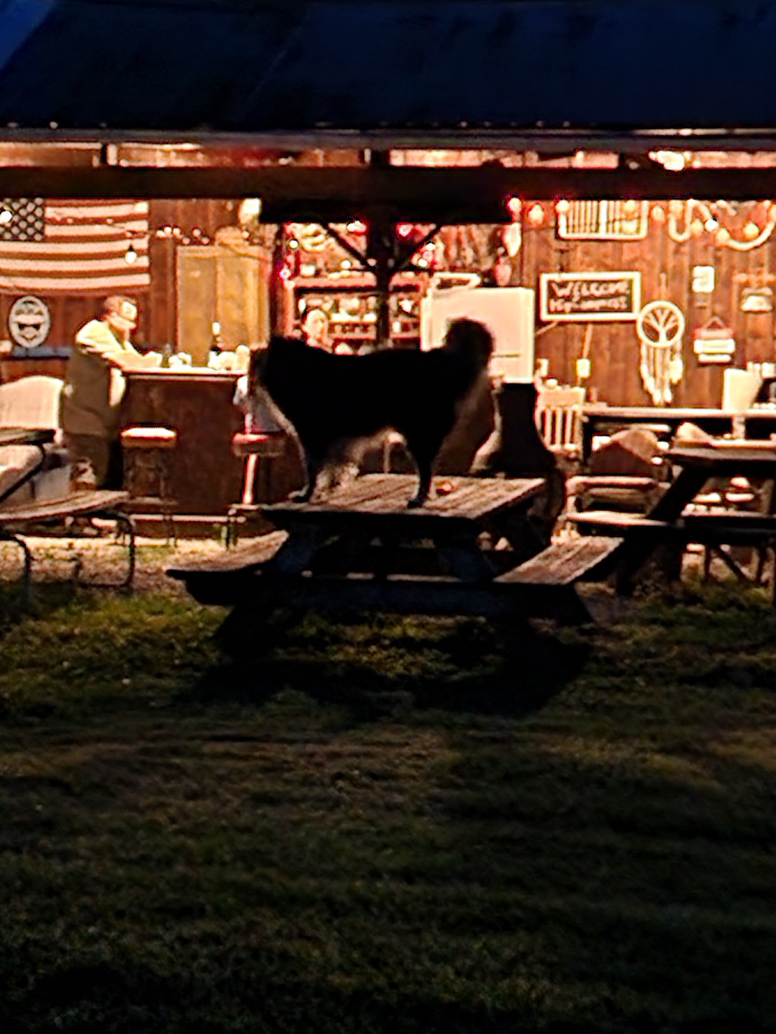 Axle enjoying the common area with the other campers.