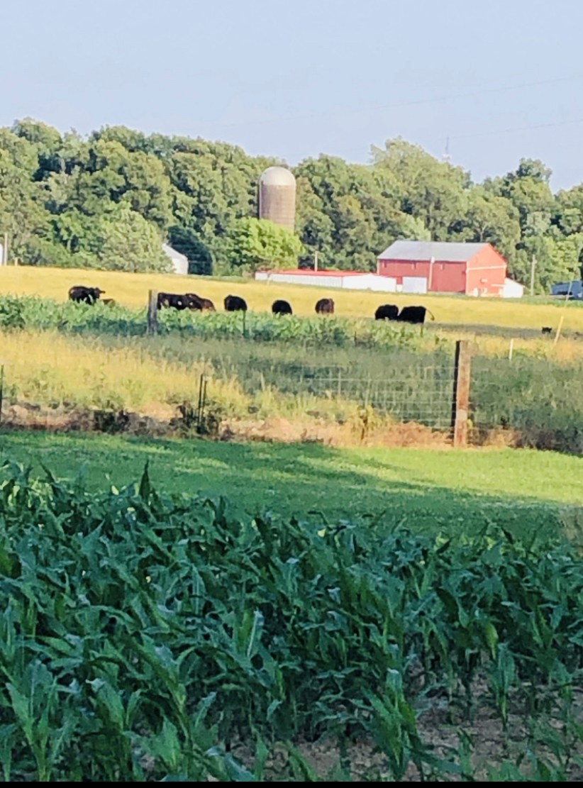 Hohl Farms