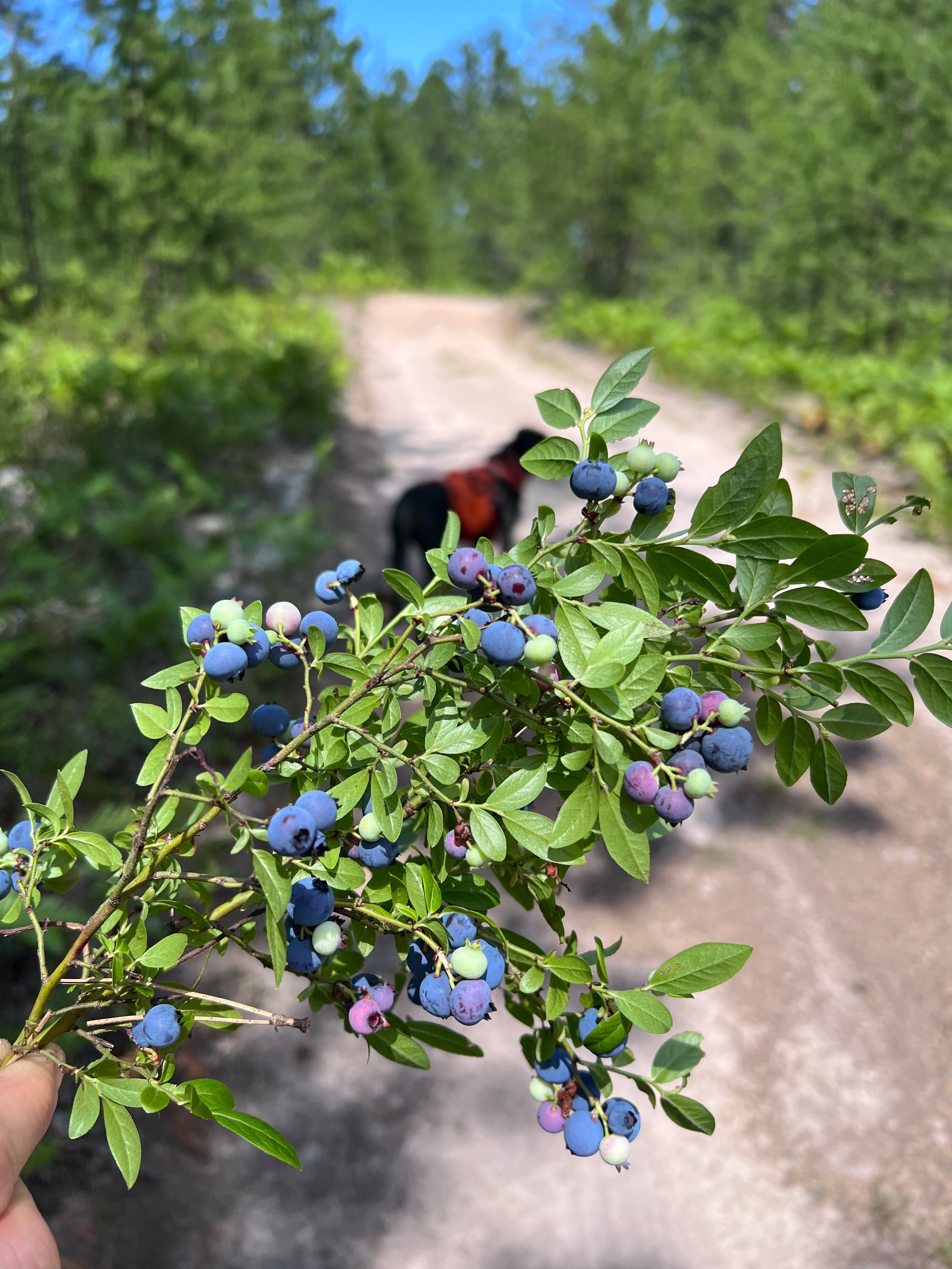 Blueberries 