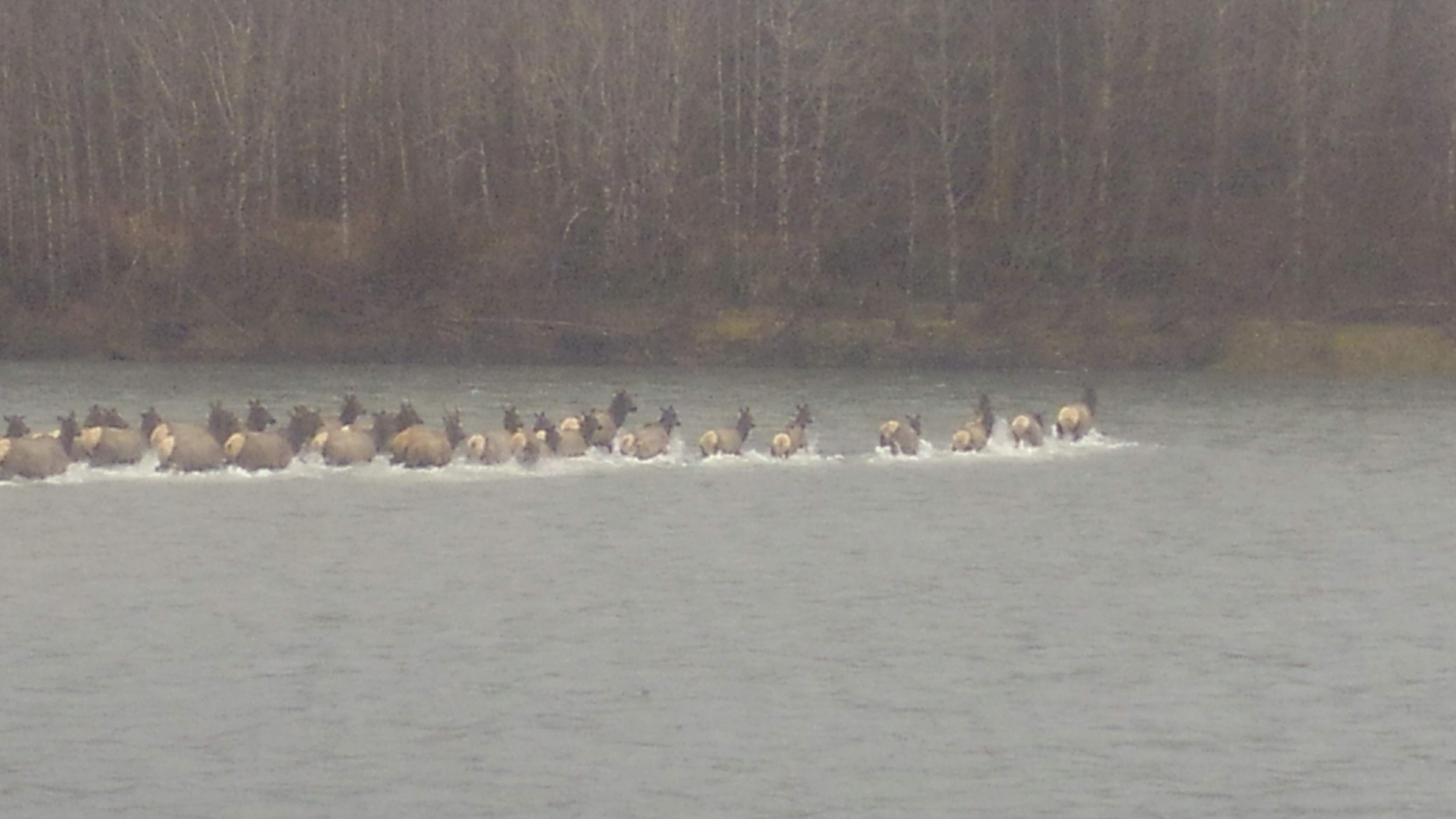 Elk Crossing