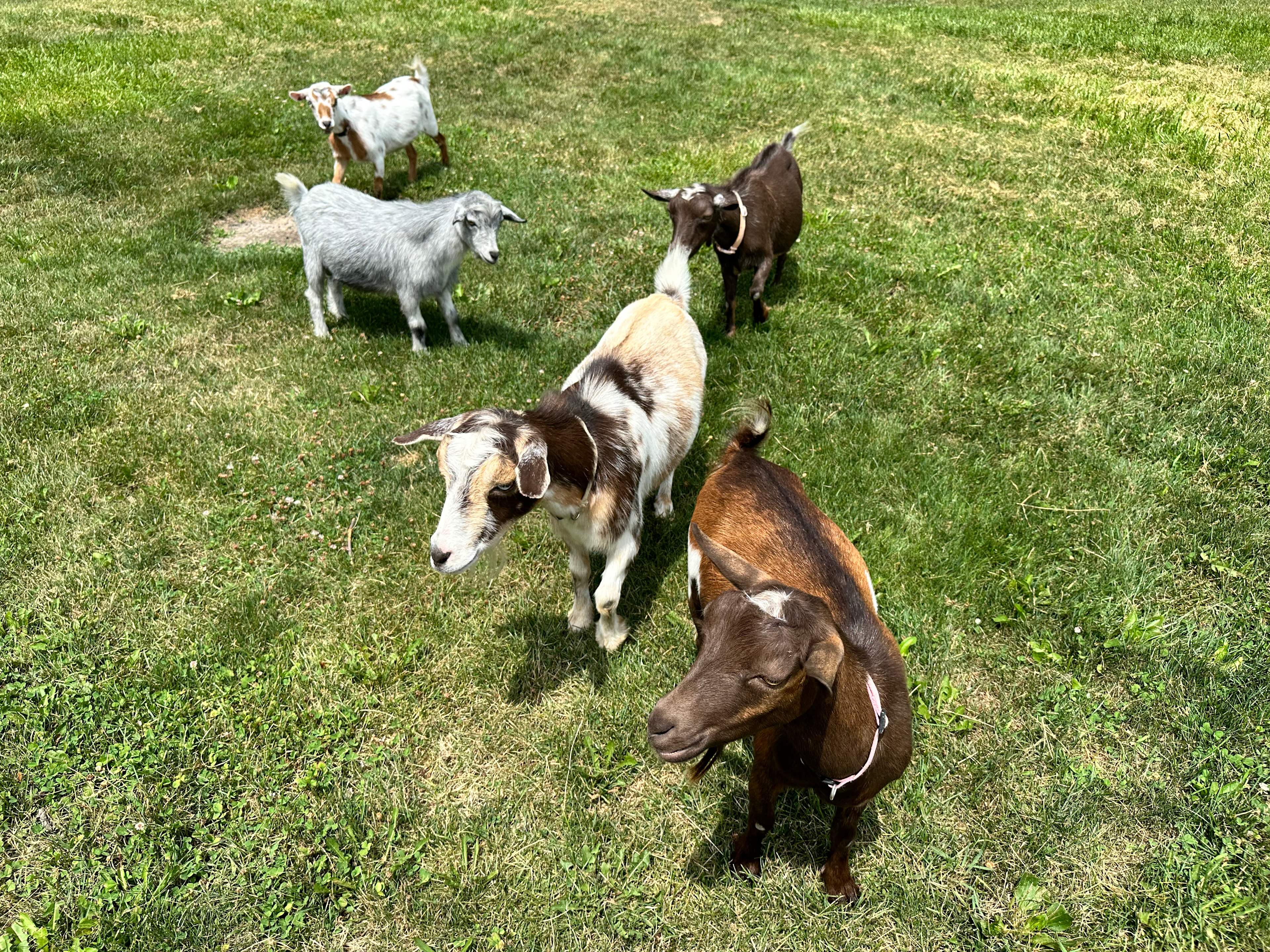 Acacia Farms