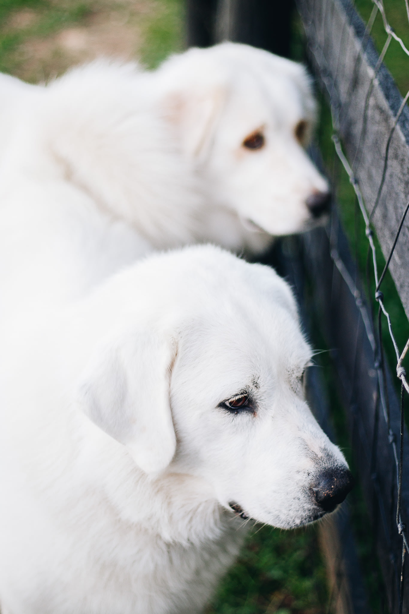 The sweet farm dogs! 