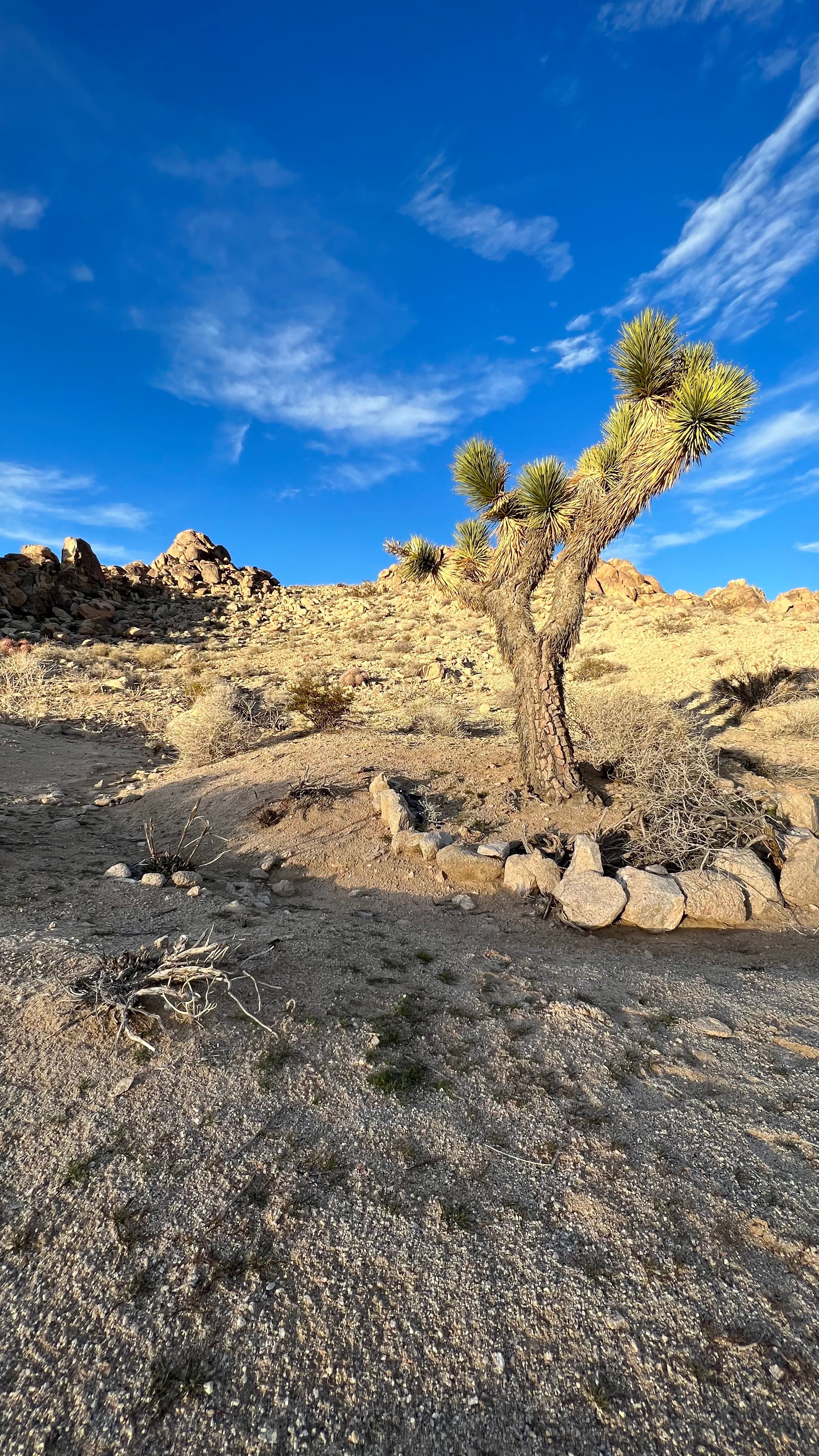 Big beautiful Joshua tree on the campsite 
