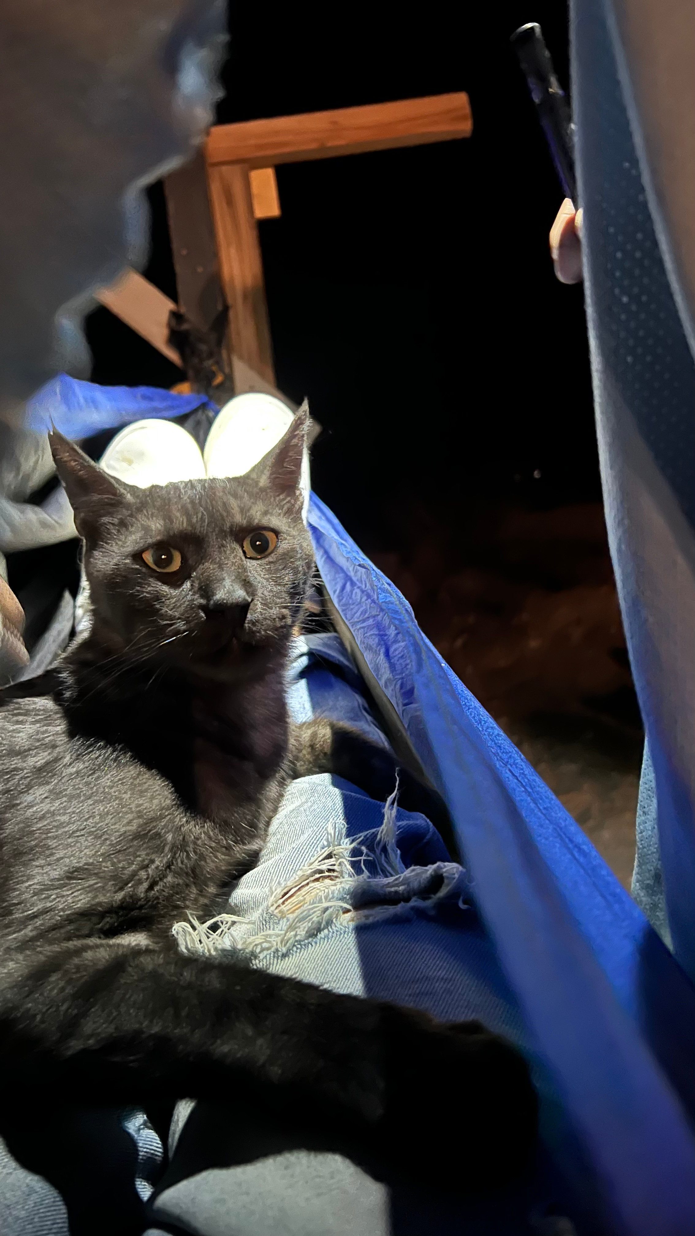 Xbone's Desert Life | Mojave Desert