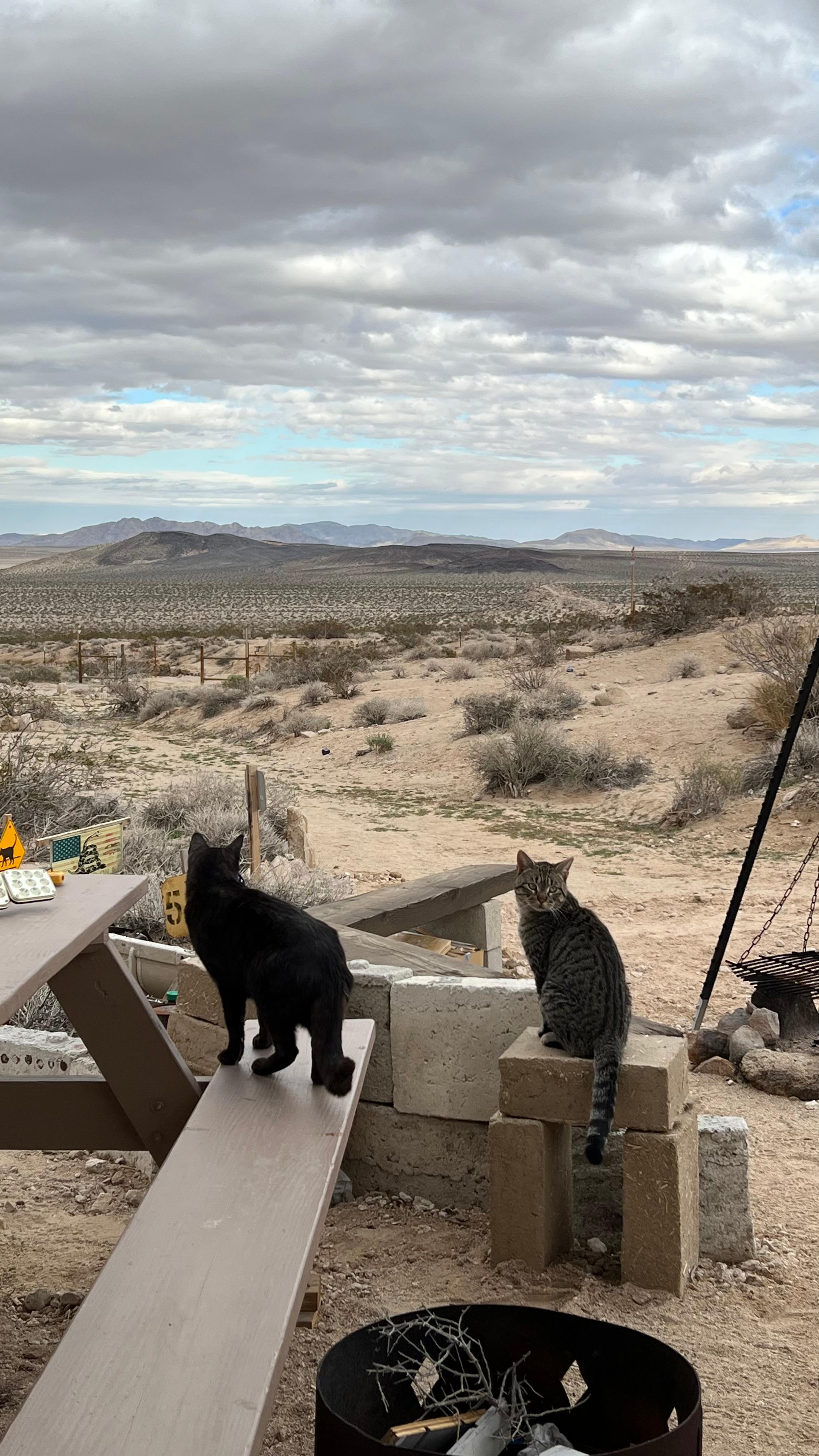 Xbone's Desert Life | Mojave Desert