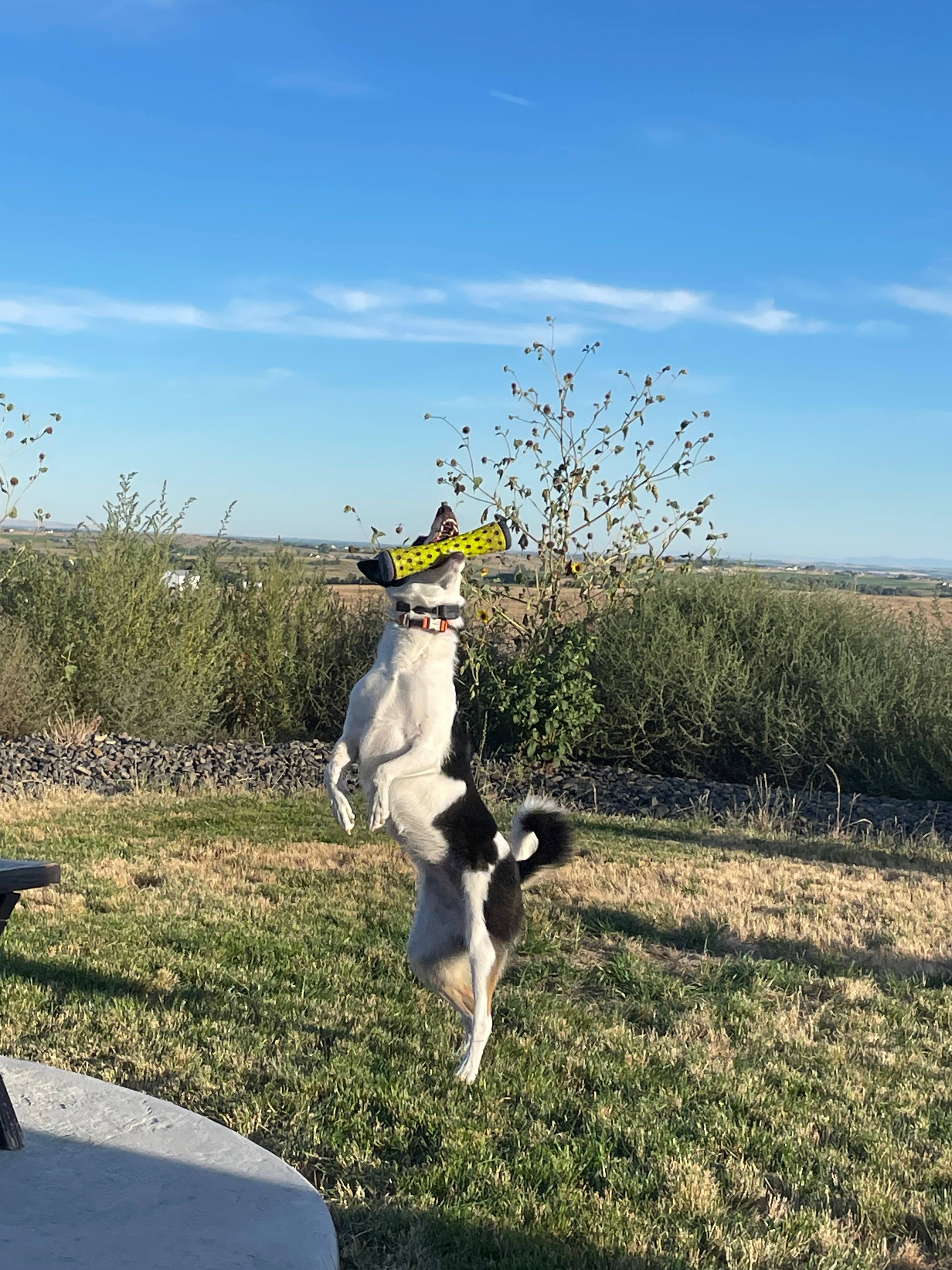 Our dog enjoyed playing on the nice grass!