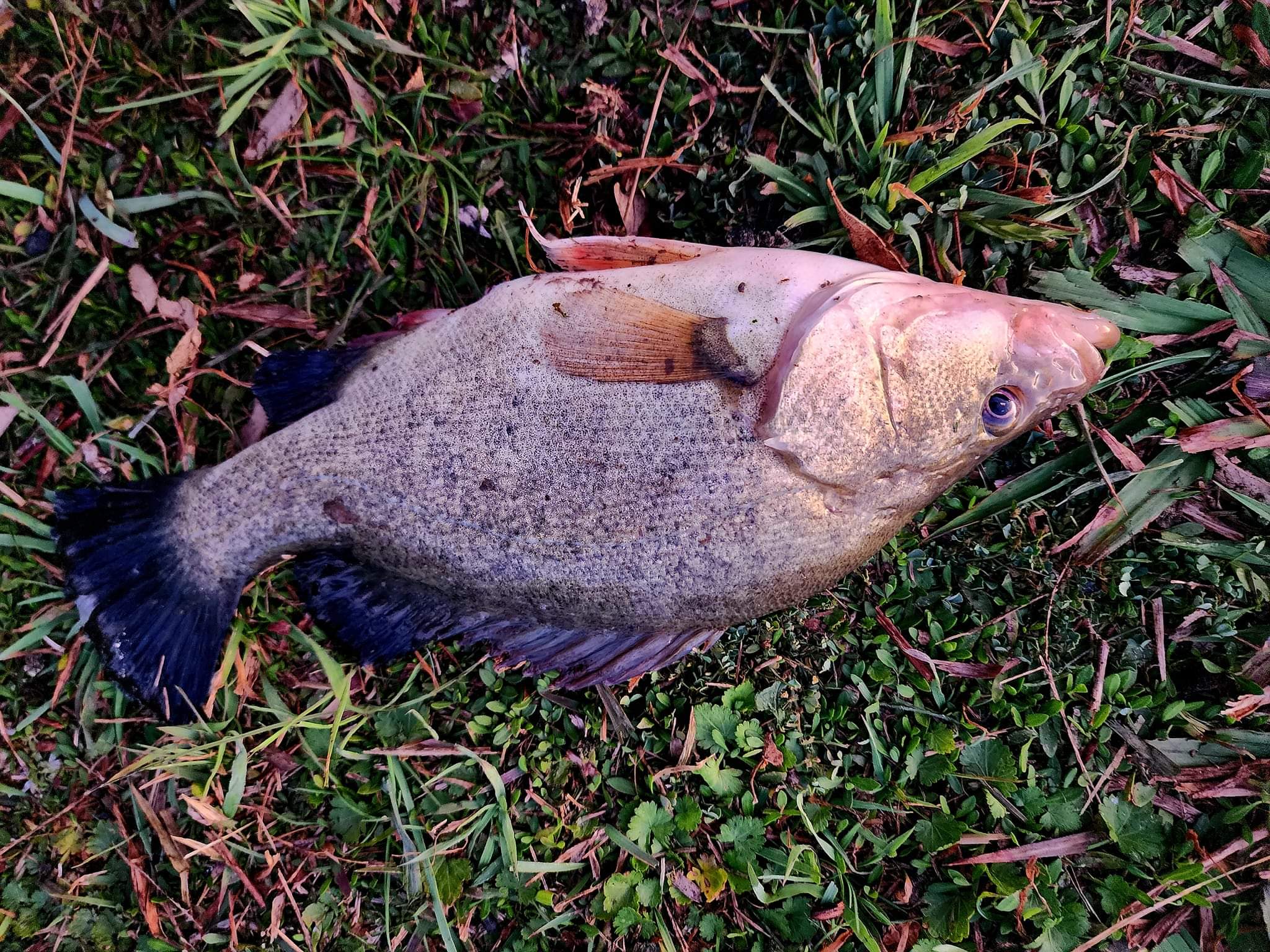 Caught this beauty , maybe a silver perch 🤔