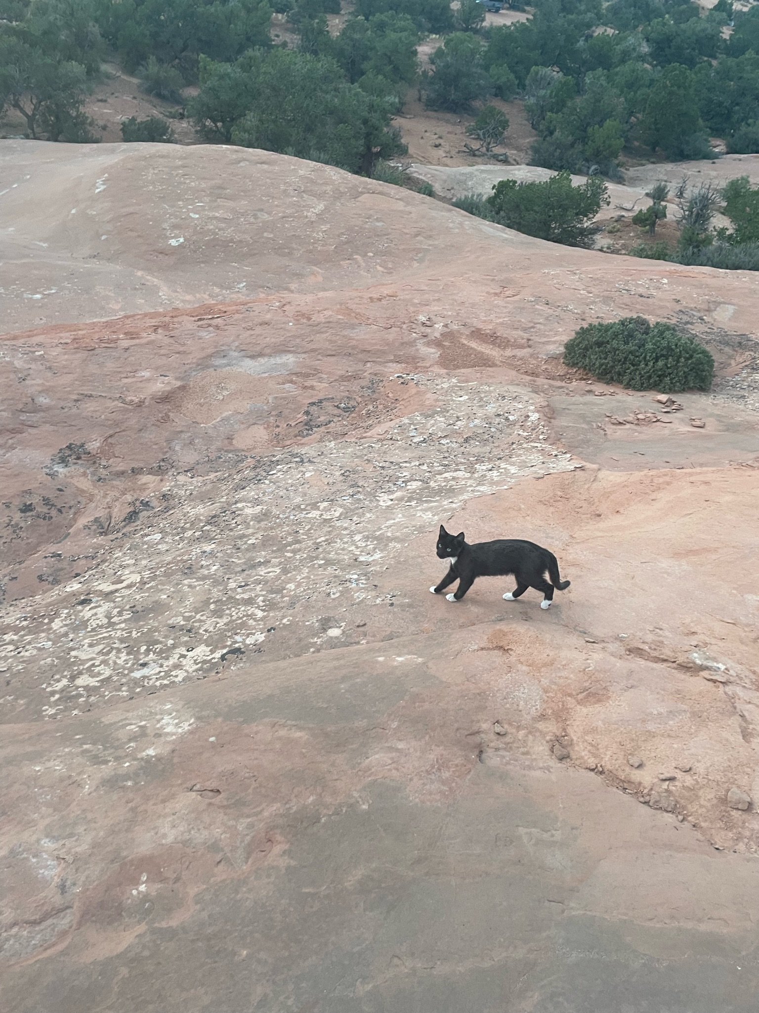 Where The Wild Things Camp