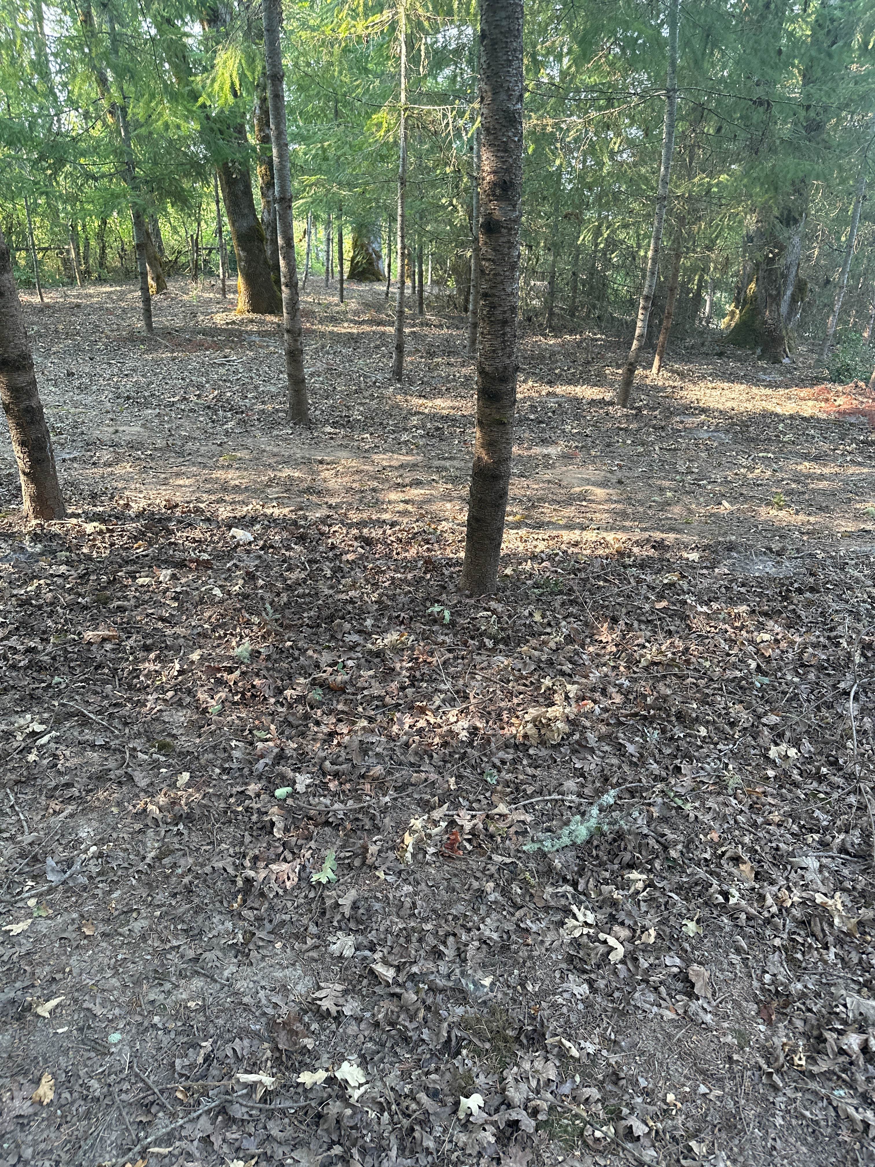 Razey acres