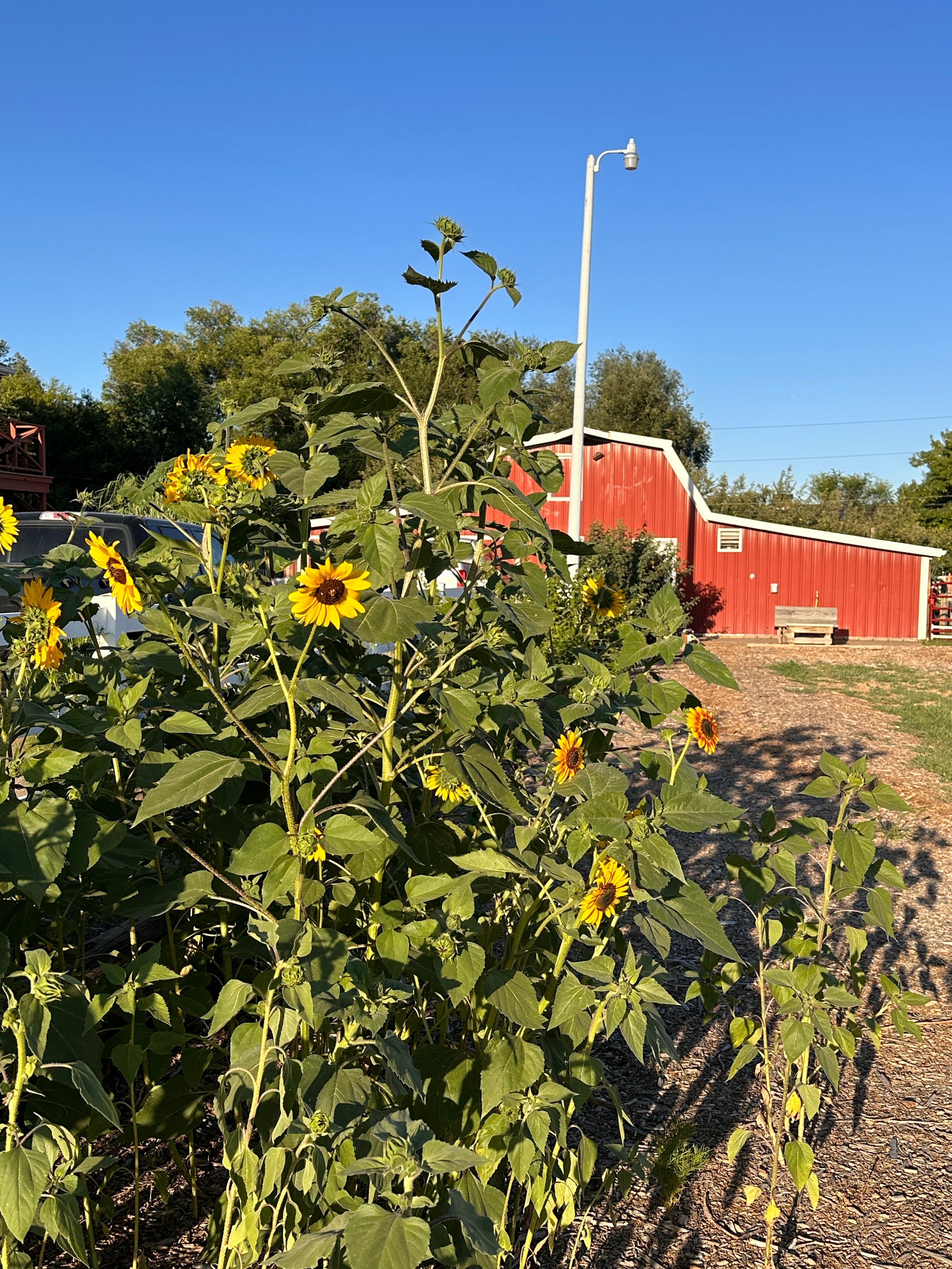 Raspberry Seed Farm