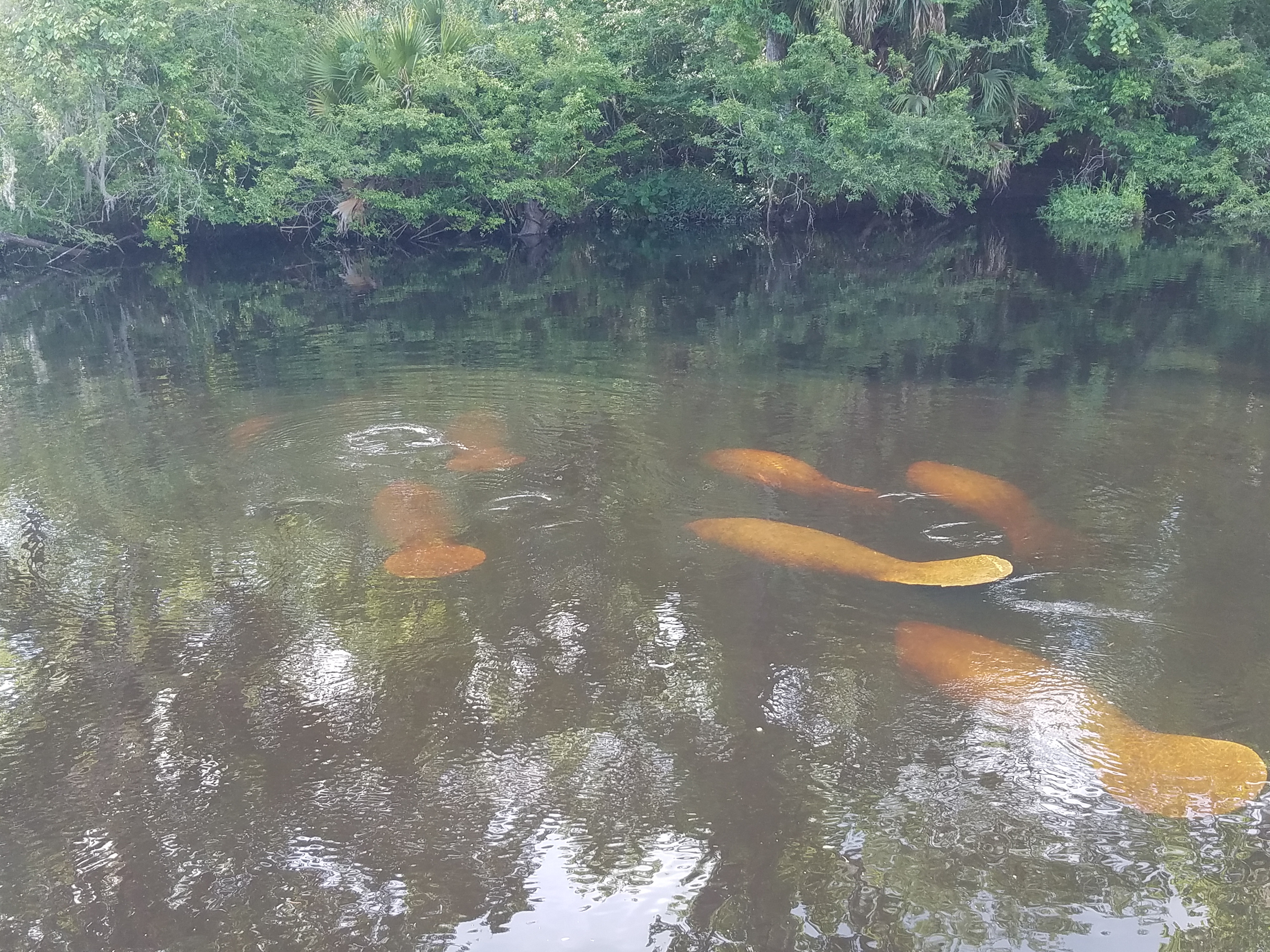 River Rise Cottage On the Aucilla