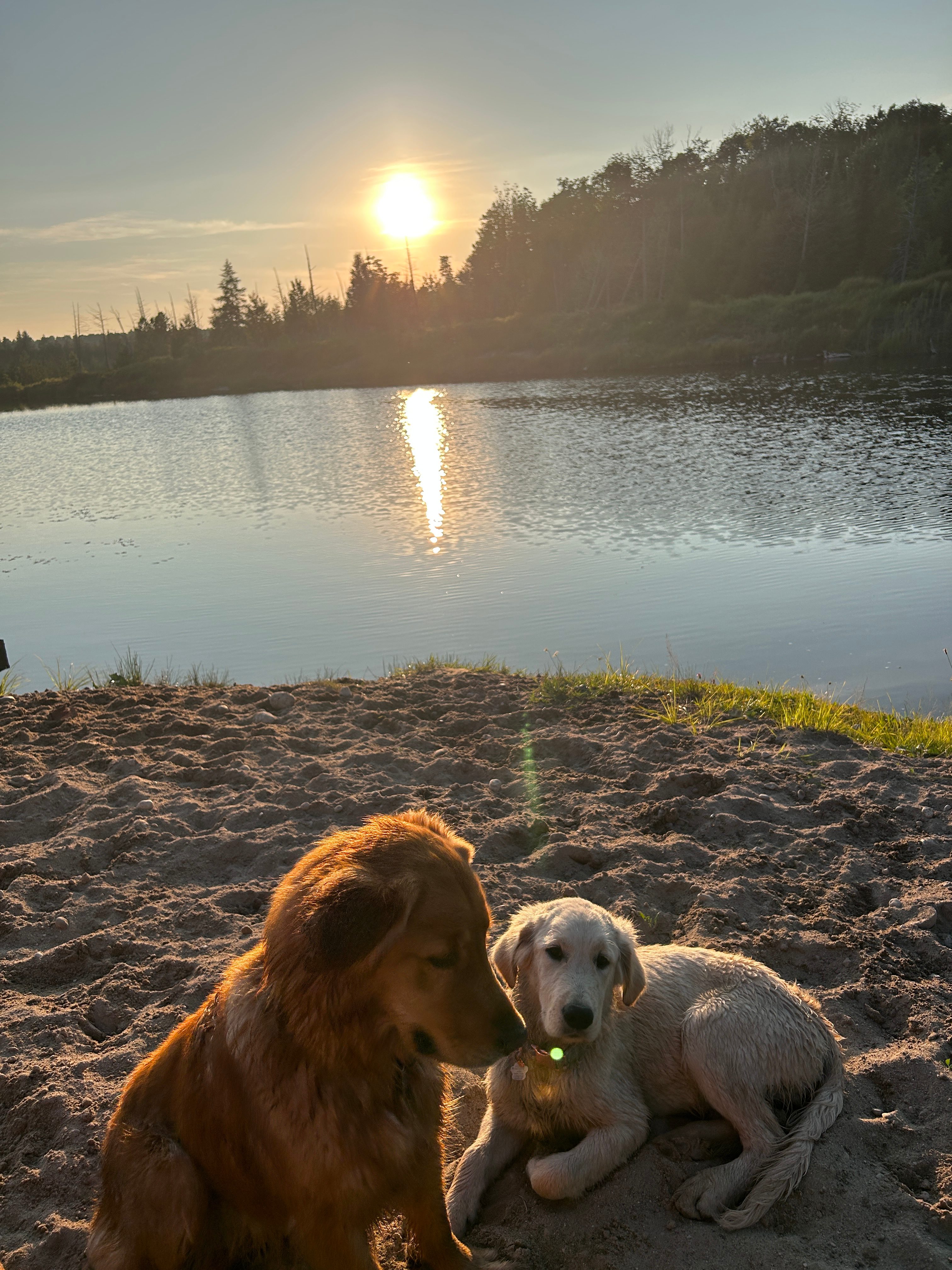 Amazing place for dogs!!