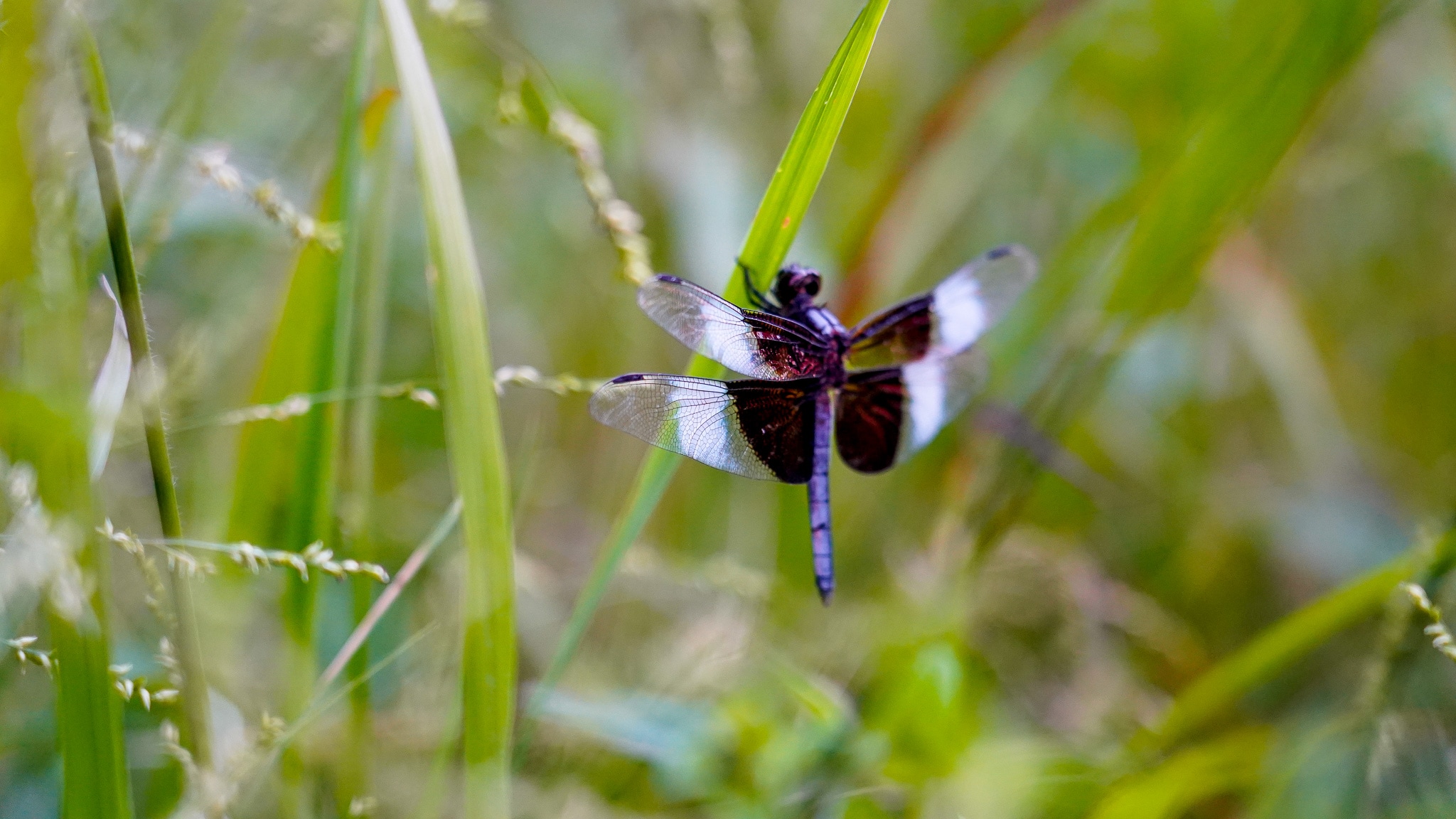 Wildlife interaction. 