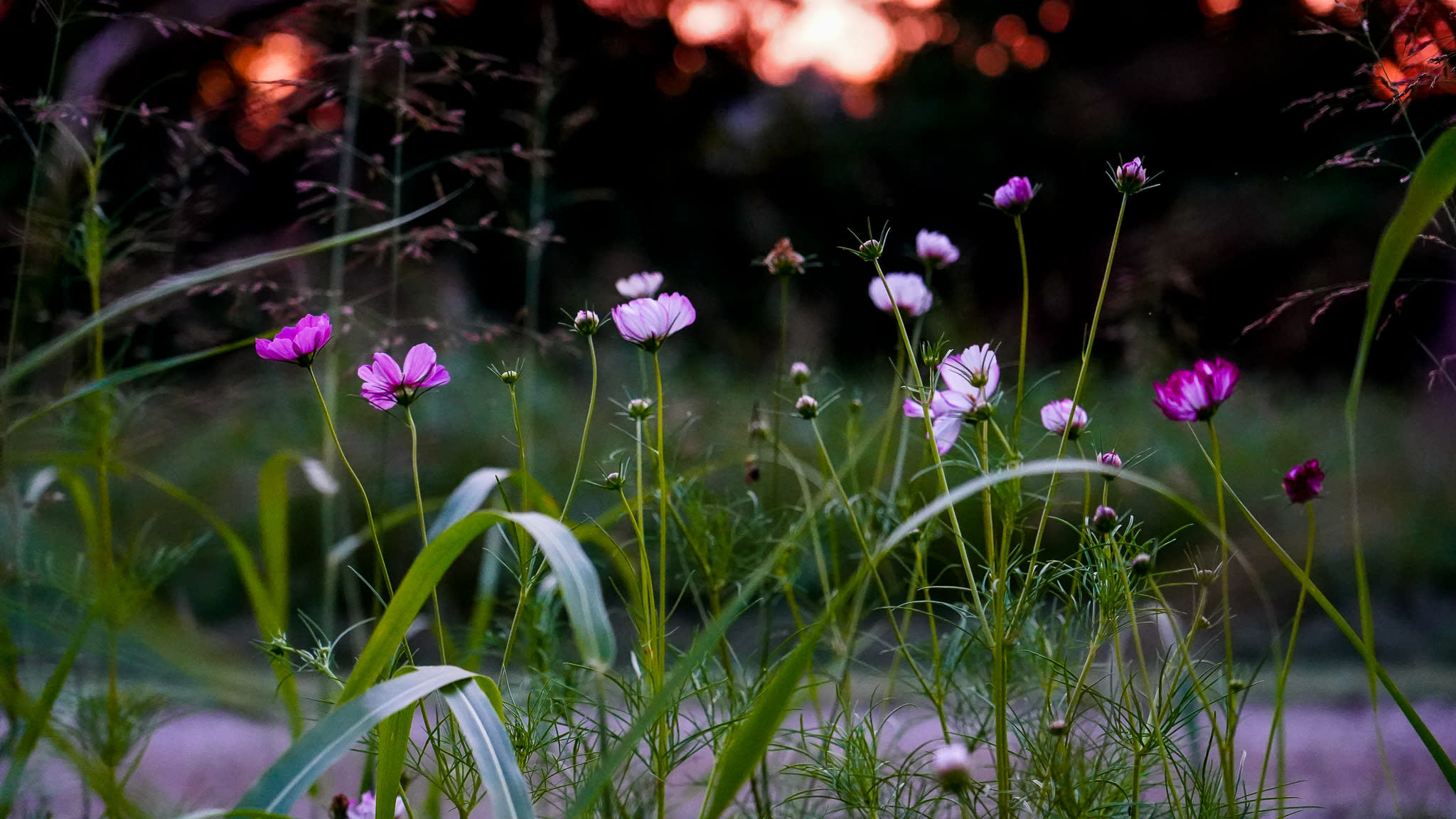 Beautiful wild flowers found throughout the 5 acres. 