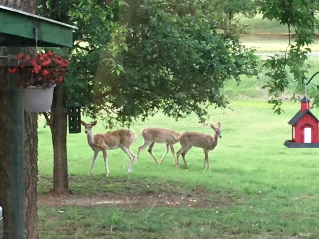 Heards of deer live on and around the property.