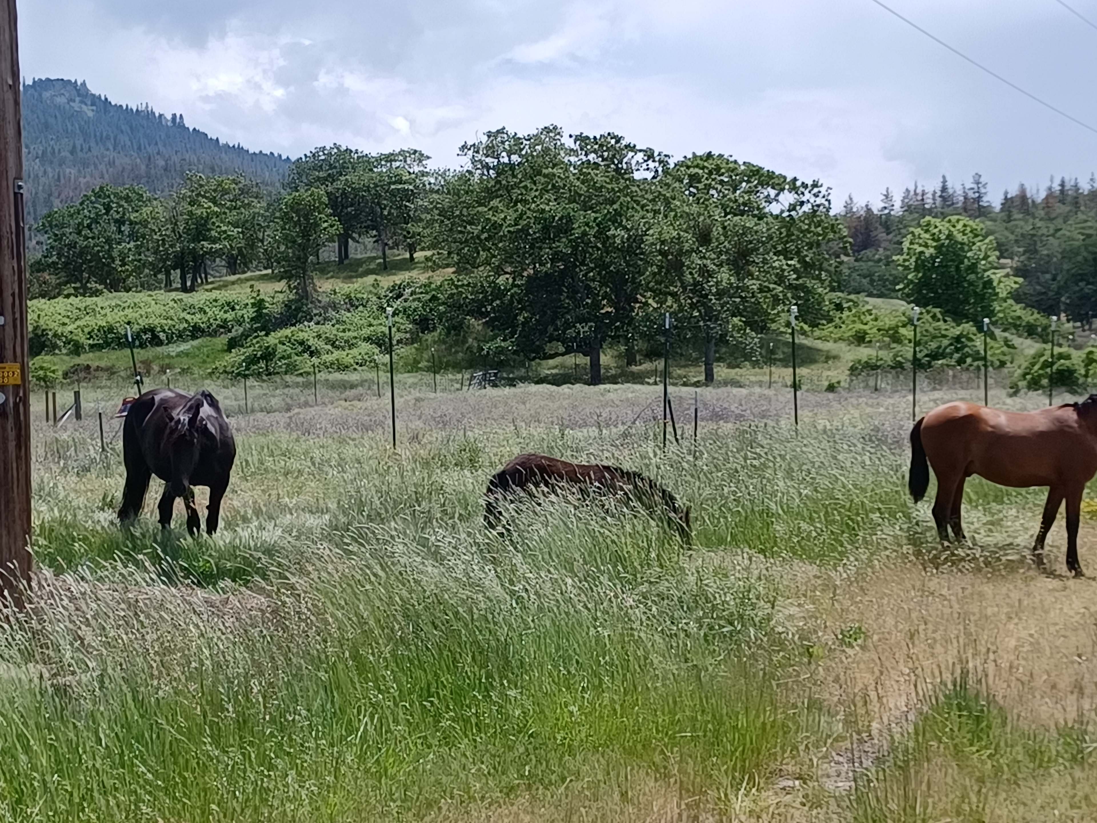 Horses, chickens, rabbits and cows for neighbors