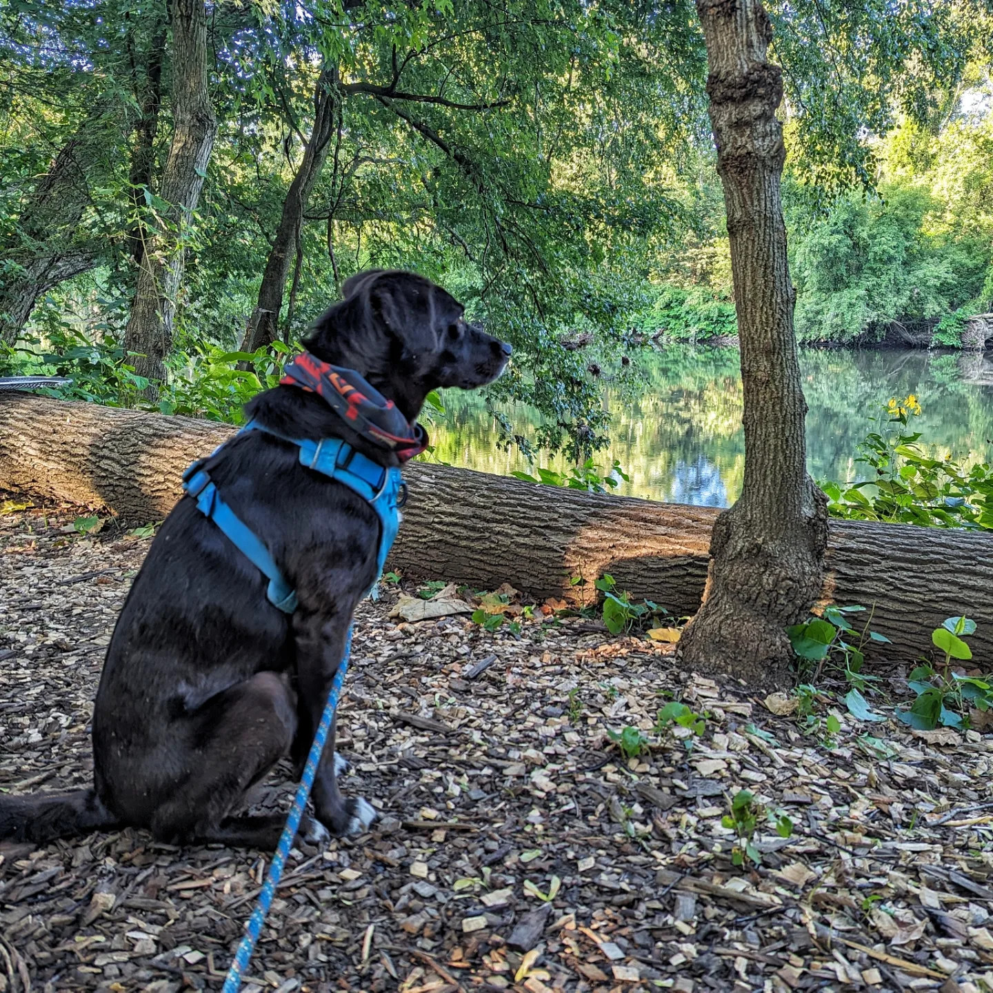 Bones, enjoying the view.