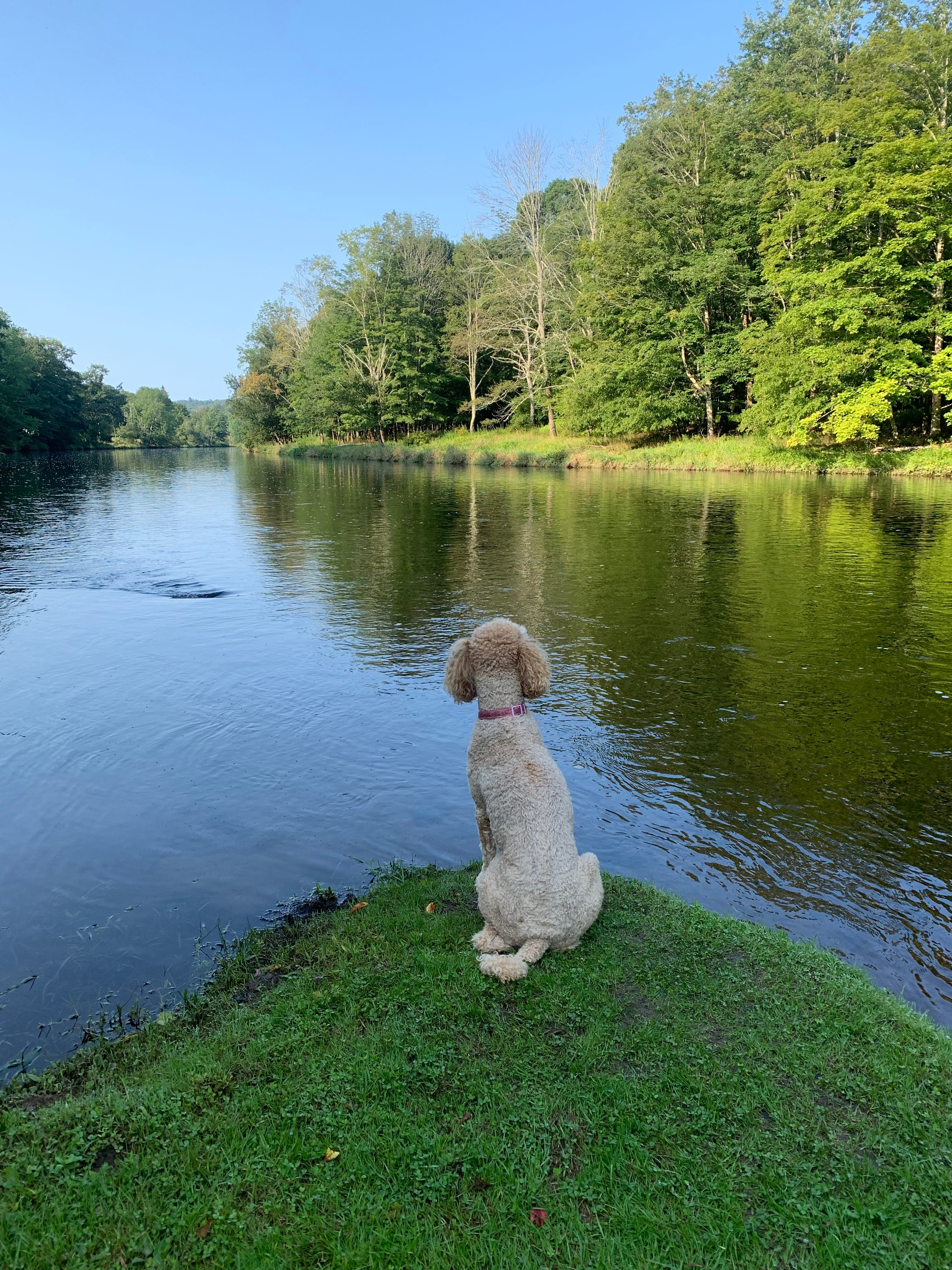 The Neversink River Isle
