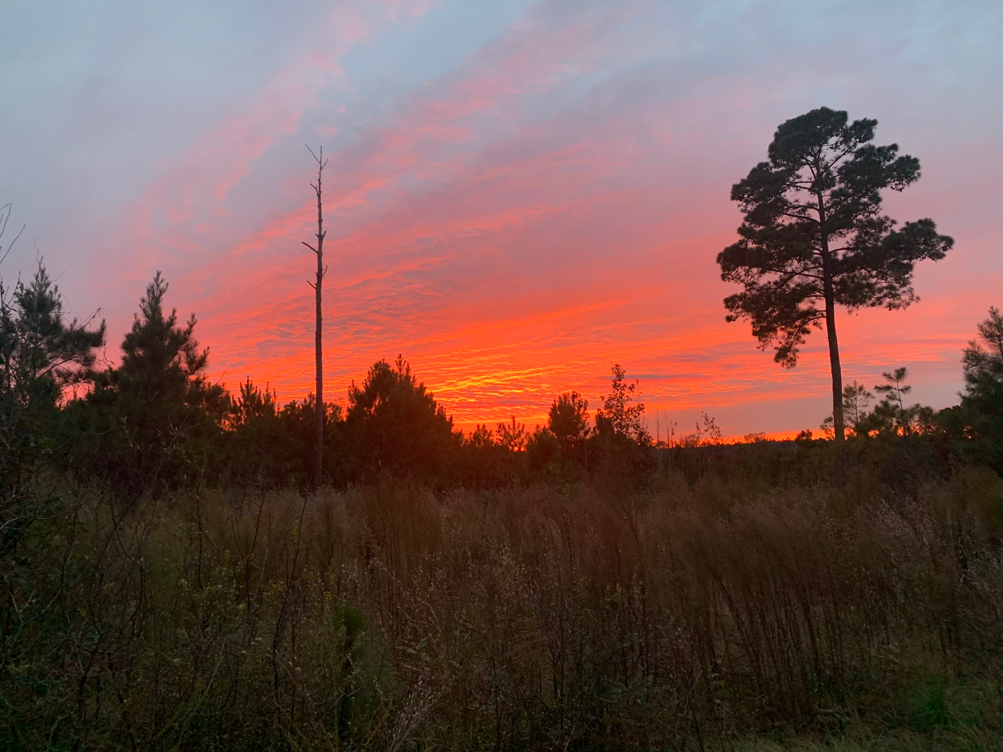 Longleaf ridge