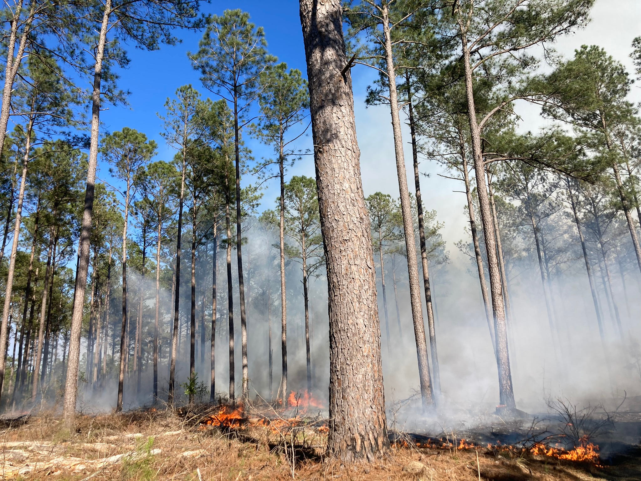 Longleaf ridge