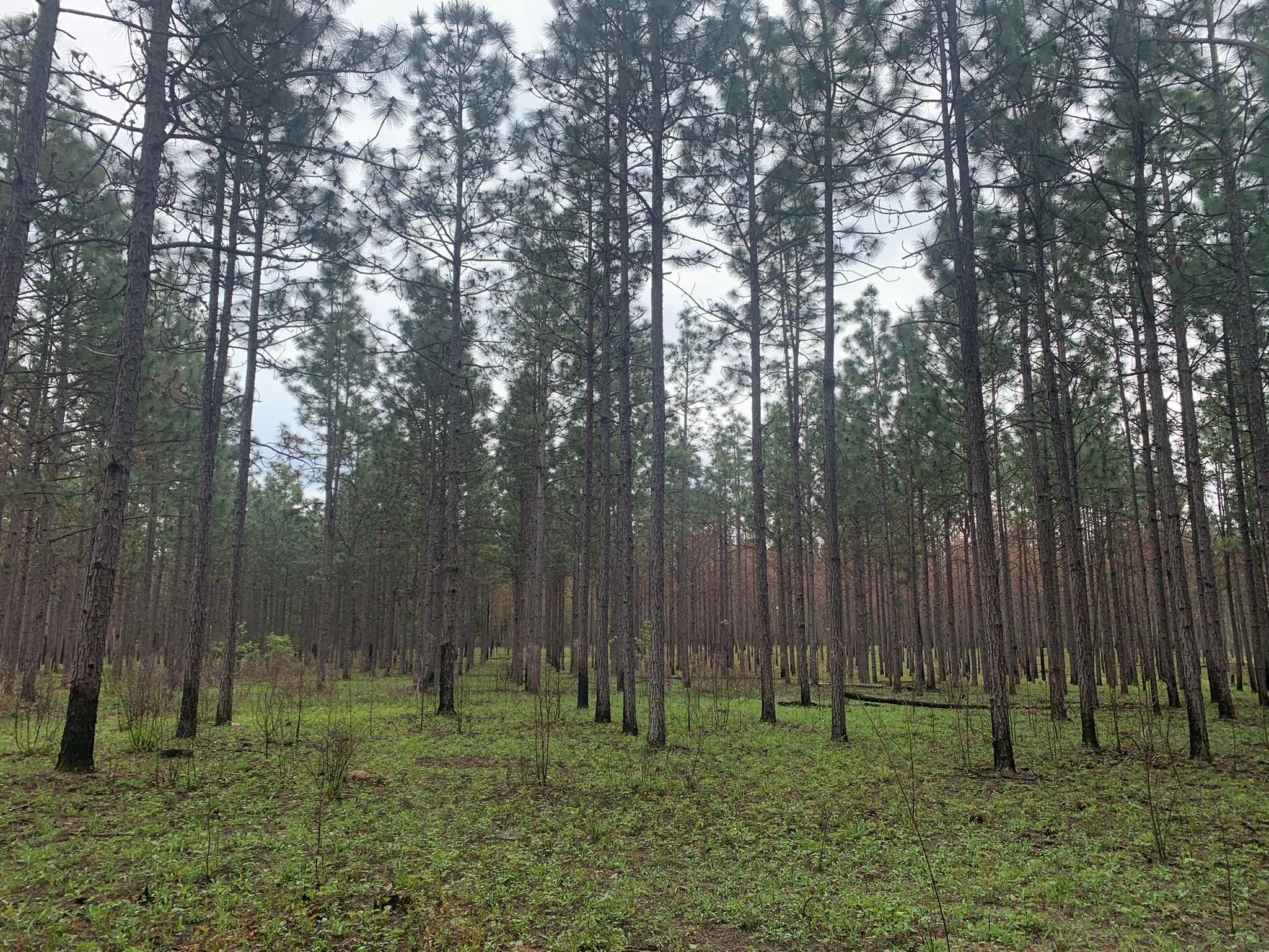 Longleaf ridge