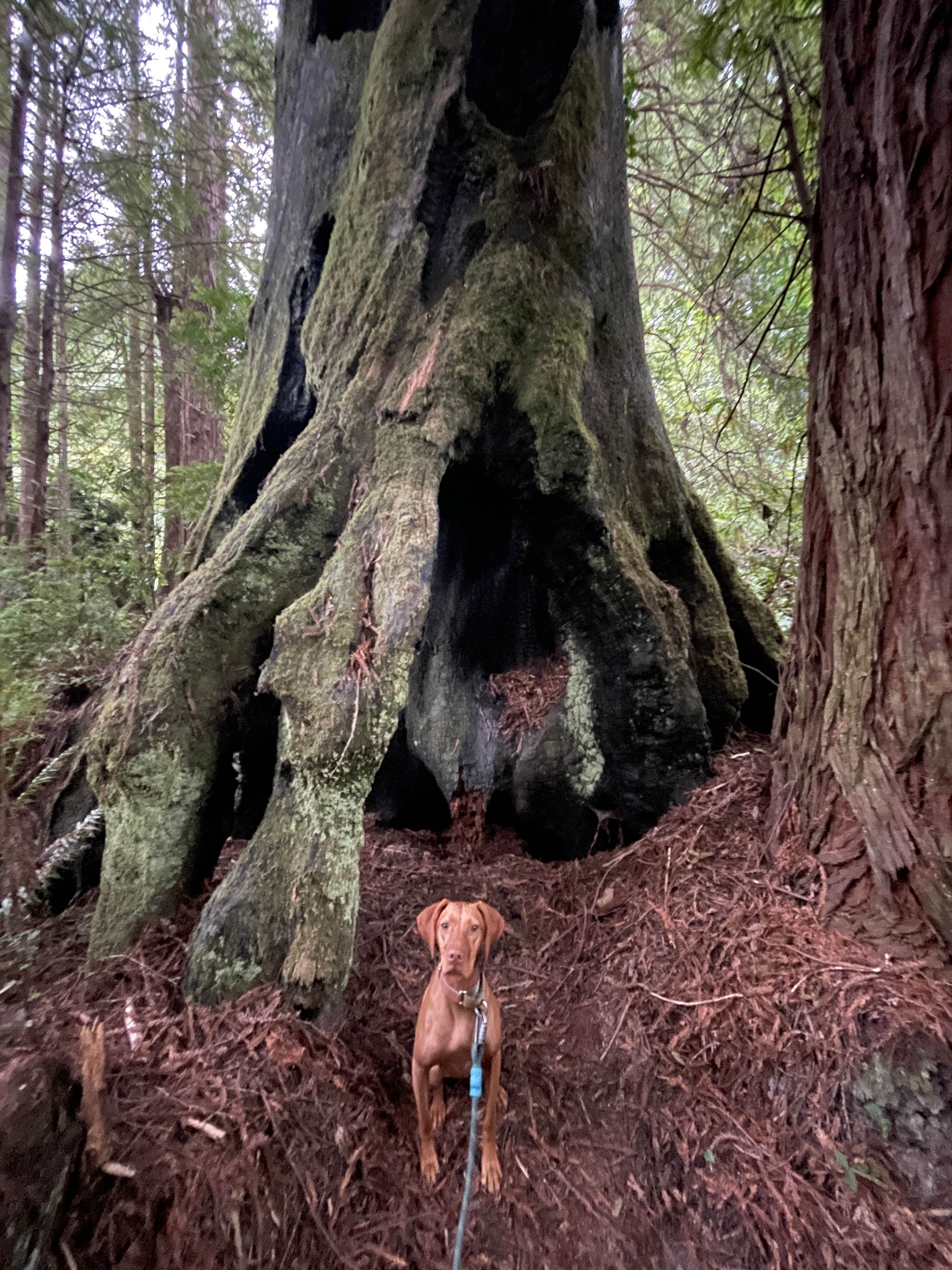The Fairy Forest