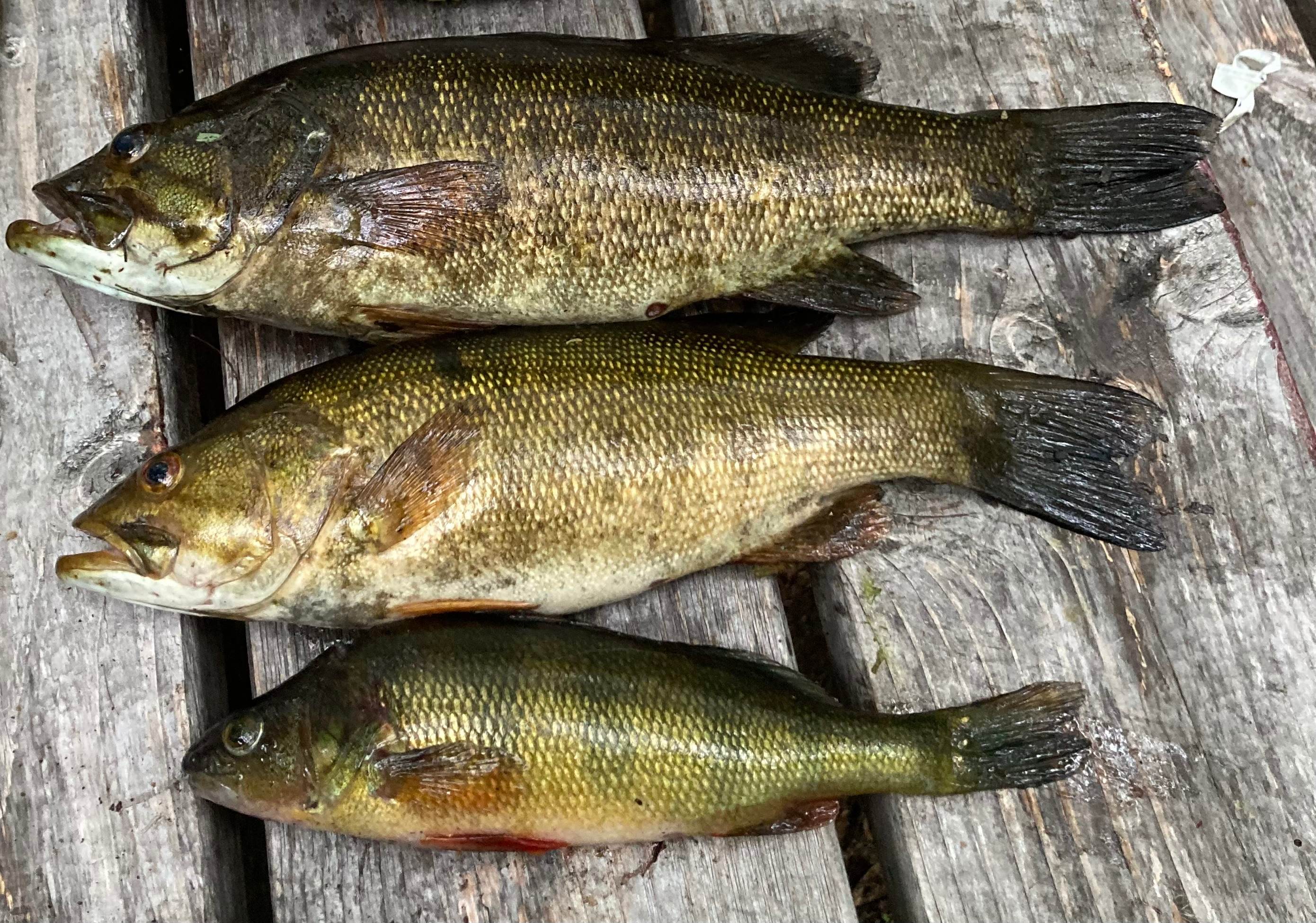 Creek fishing Smallmouth Bass and Yellow Perch