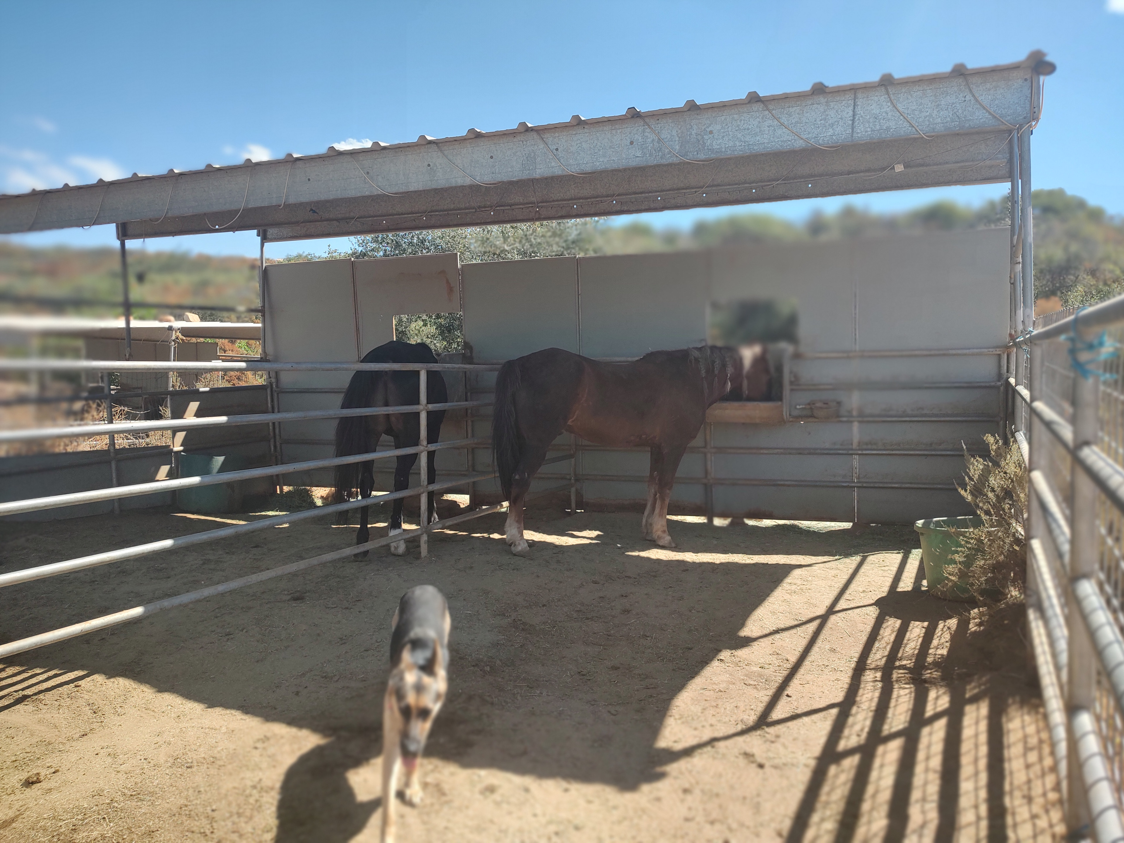 My horses and dog.