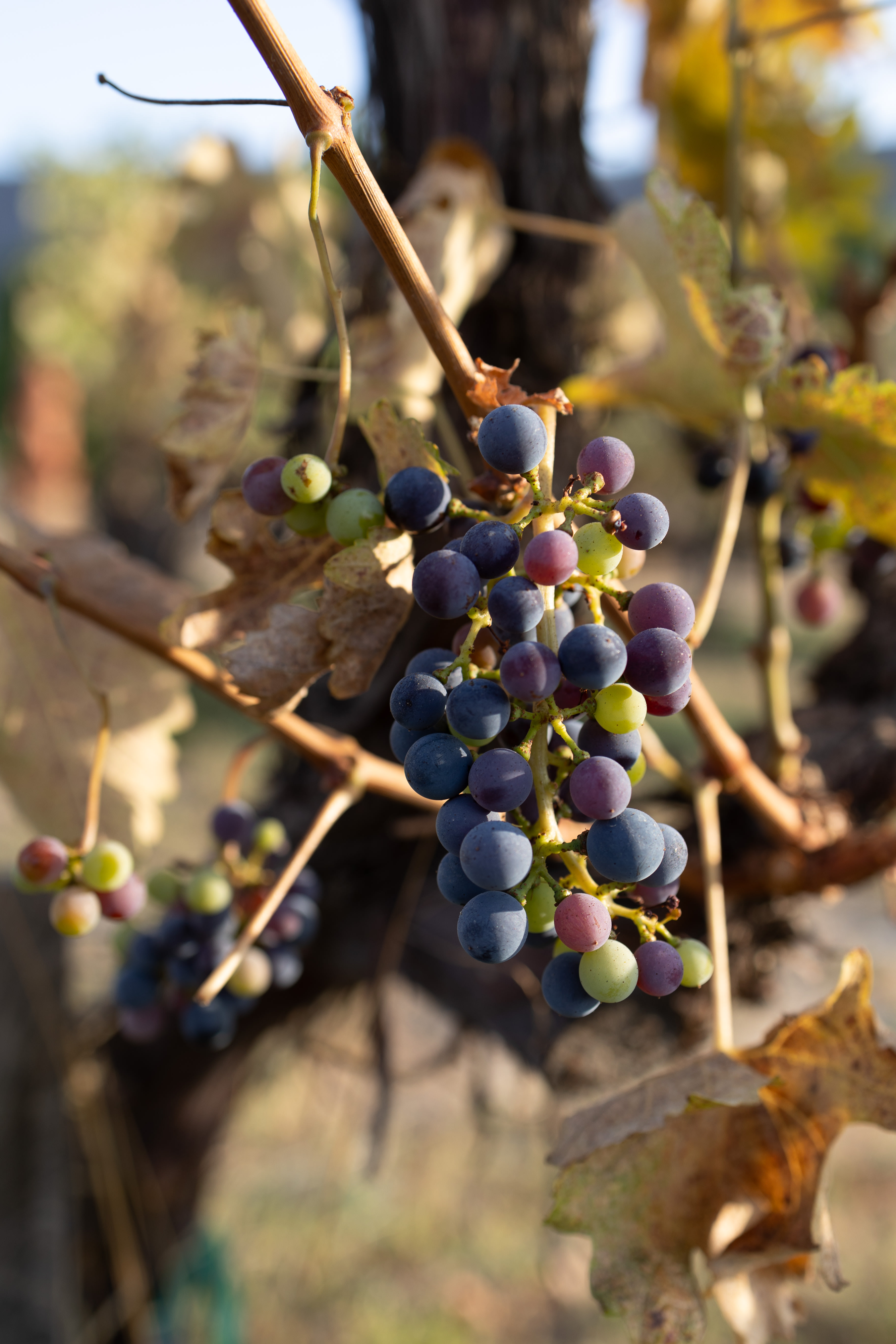The grape harvest season is in fall so we were able to see the grapes changing colors on the vines. 
