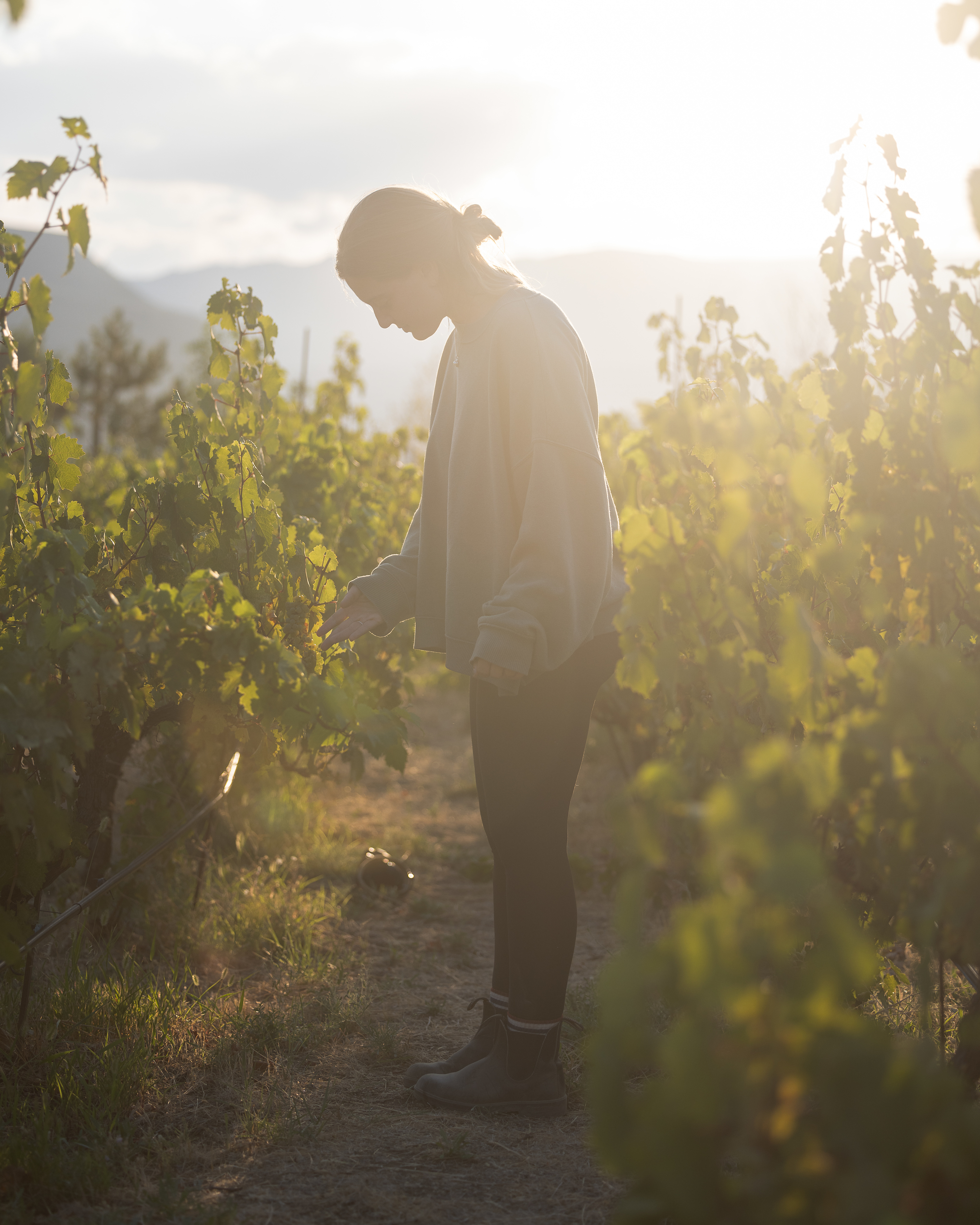 Del Rosario Family Vineyard