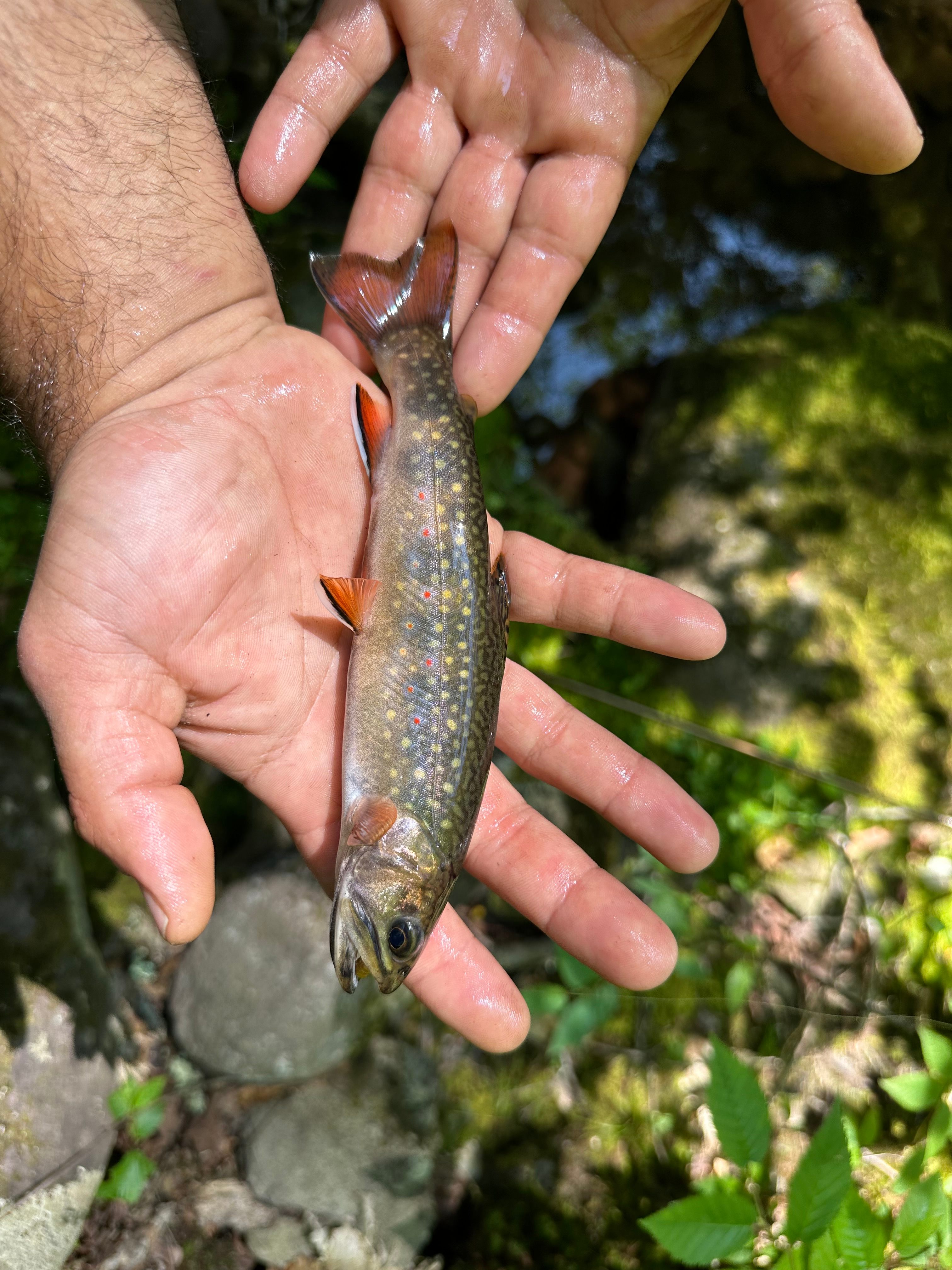 Burr Oaks Forest secluded campsites