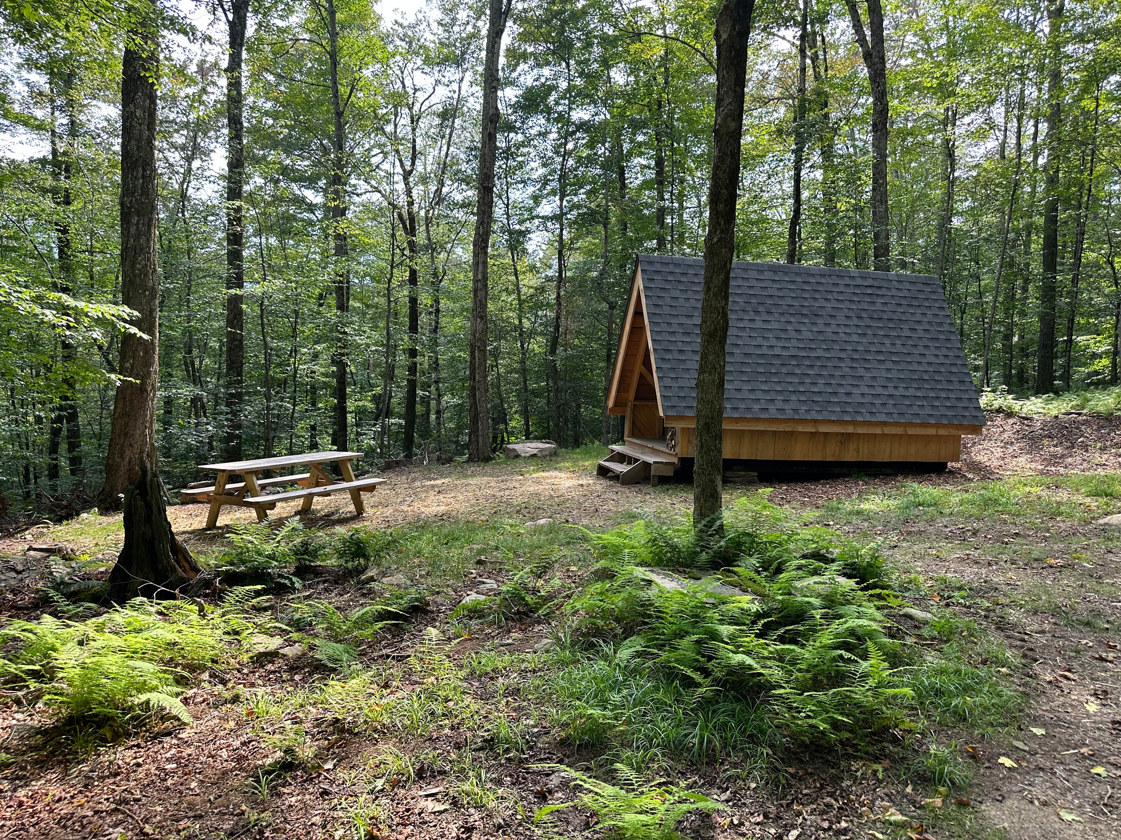 Burr Oaks Forest secluded campsites